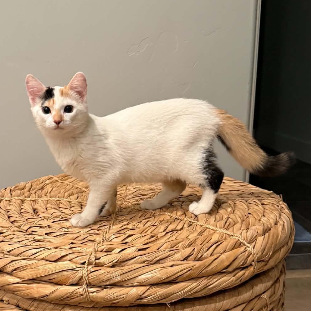Enlarge Rosemary, a Adopted Domestic Medium Hair in St. George, UT image 1/2