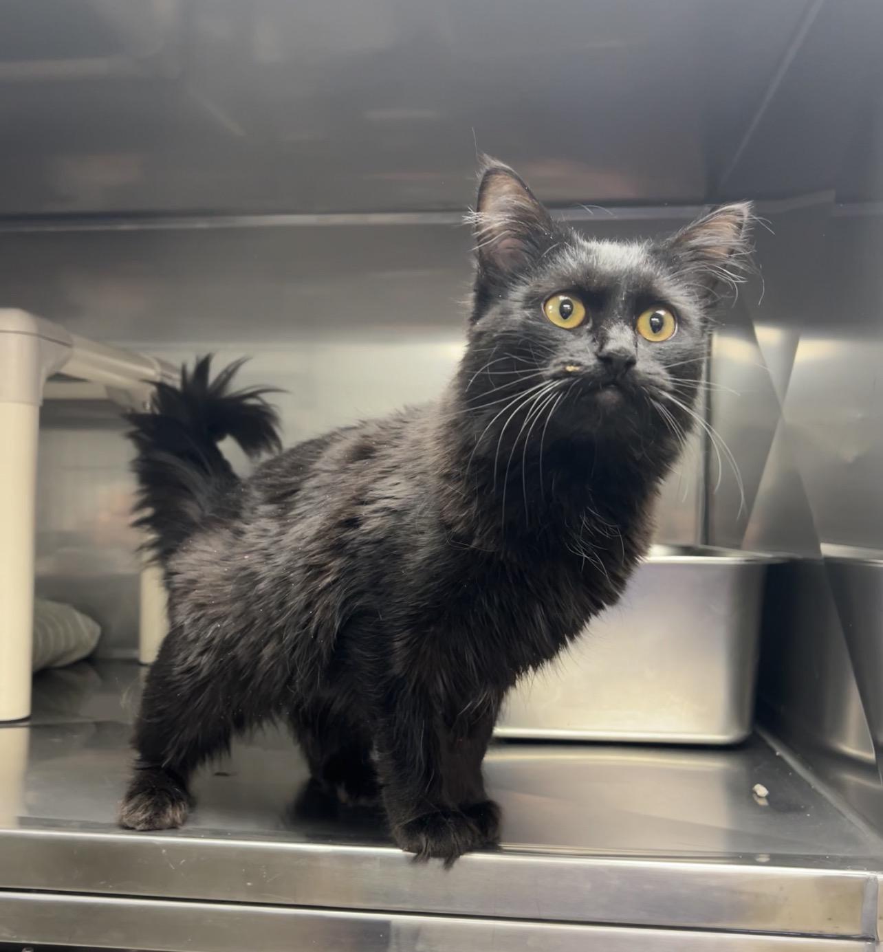 Anchovy , Adoptable, Young Female Domestic Long Hair & Bombay.