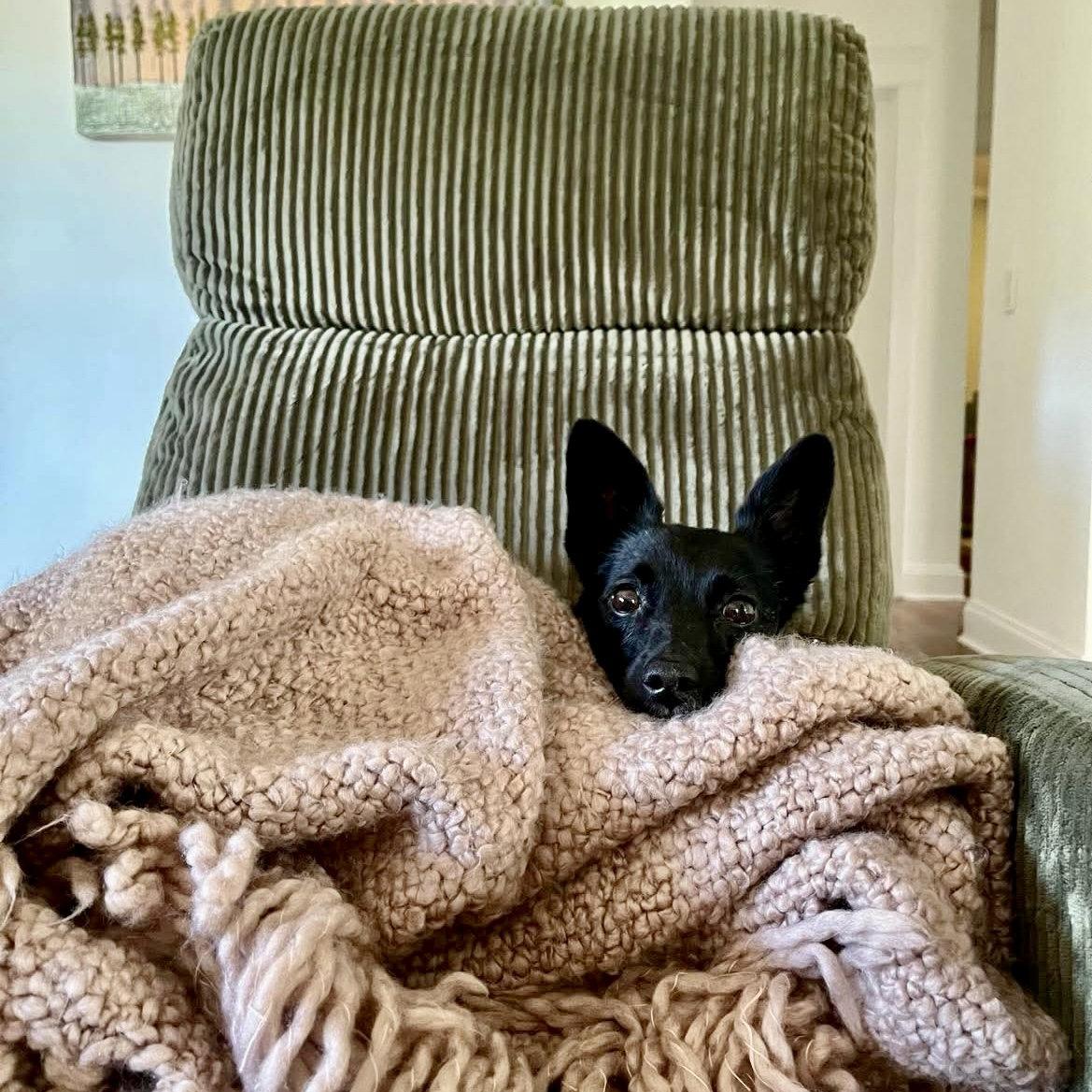 Enlarge Bailey, a Adoptable Chihuahua in Asheville, NC image 3/3