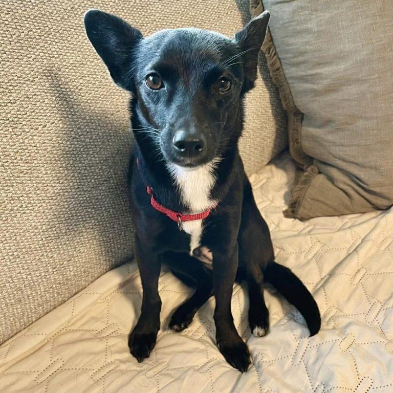 Bailey, Adoptable, Adult Female Chihuahua.