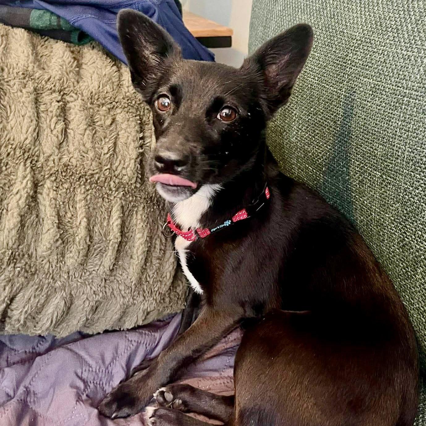 Enlarge Bailey, a Adoptable Chihuahua in Asheville, NC image 2/3