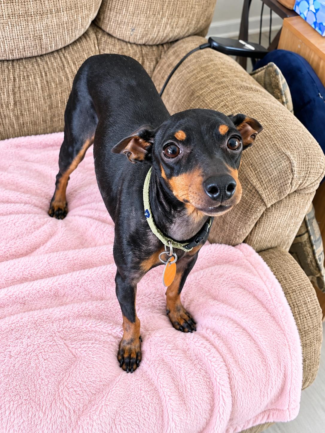 Enlarge Lori, a Adopted Manchester Terrier in Douglas, GA image 1/1