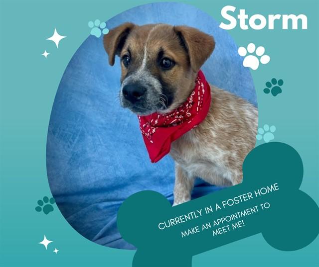 STORM, Adoptable, Puppy Male Australian Cattle Dog / Blue Heeler.