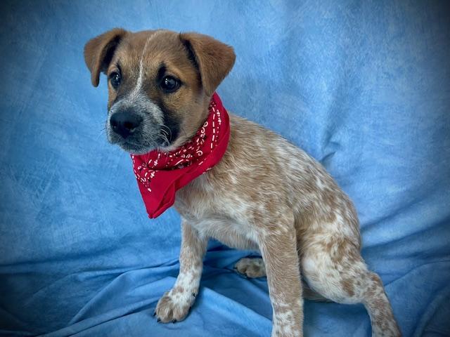 STORM, Adoptable, Puppy Male Australian Cattle Dog / Blue Heeler.