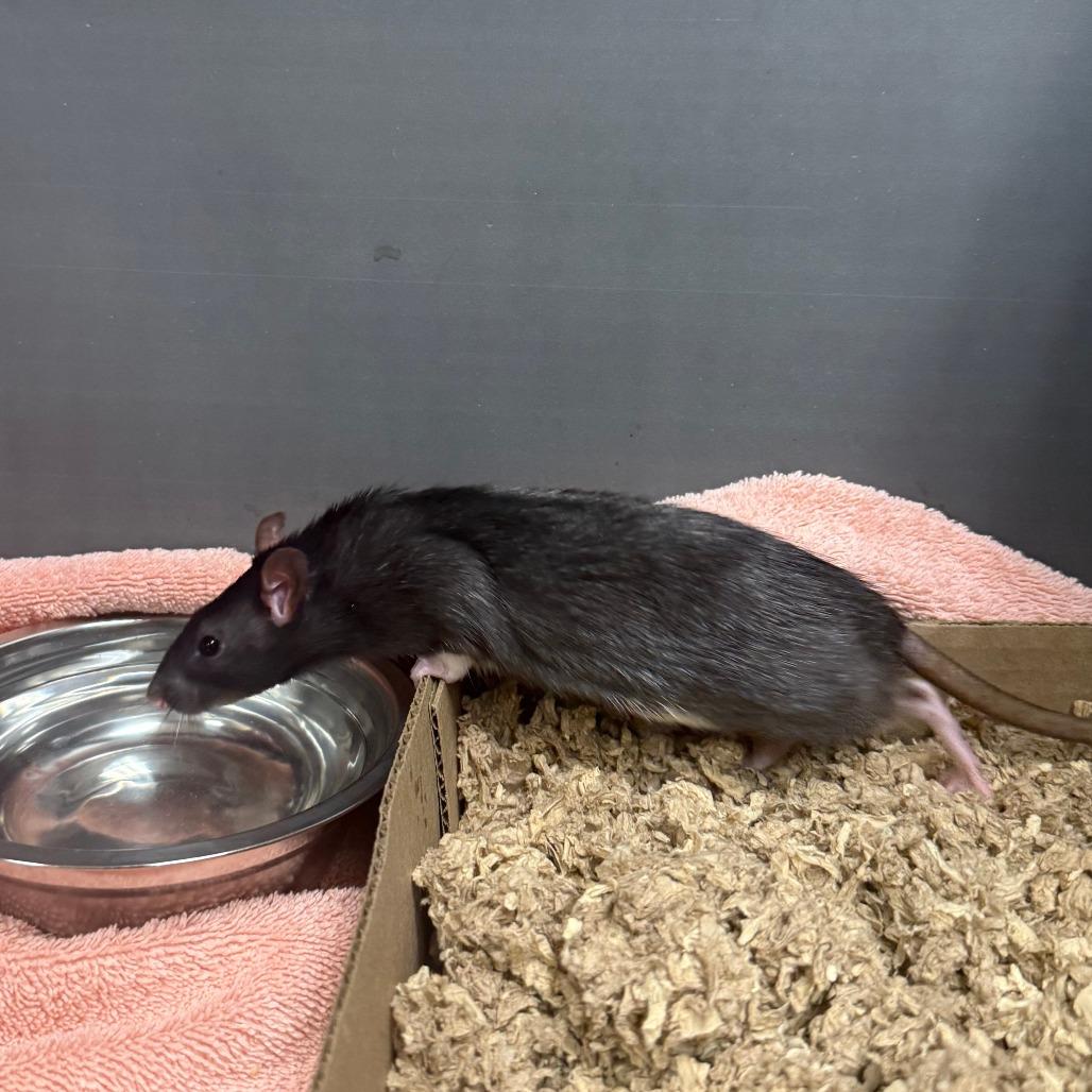 Enlarge Pine, a Adoptable Rat in Cheyenne, WY image 1/1