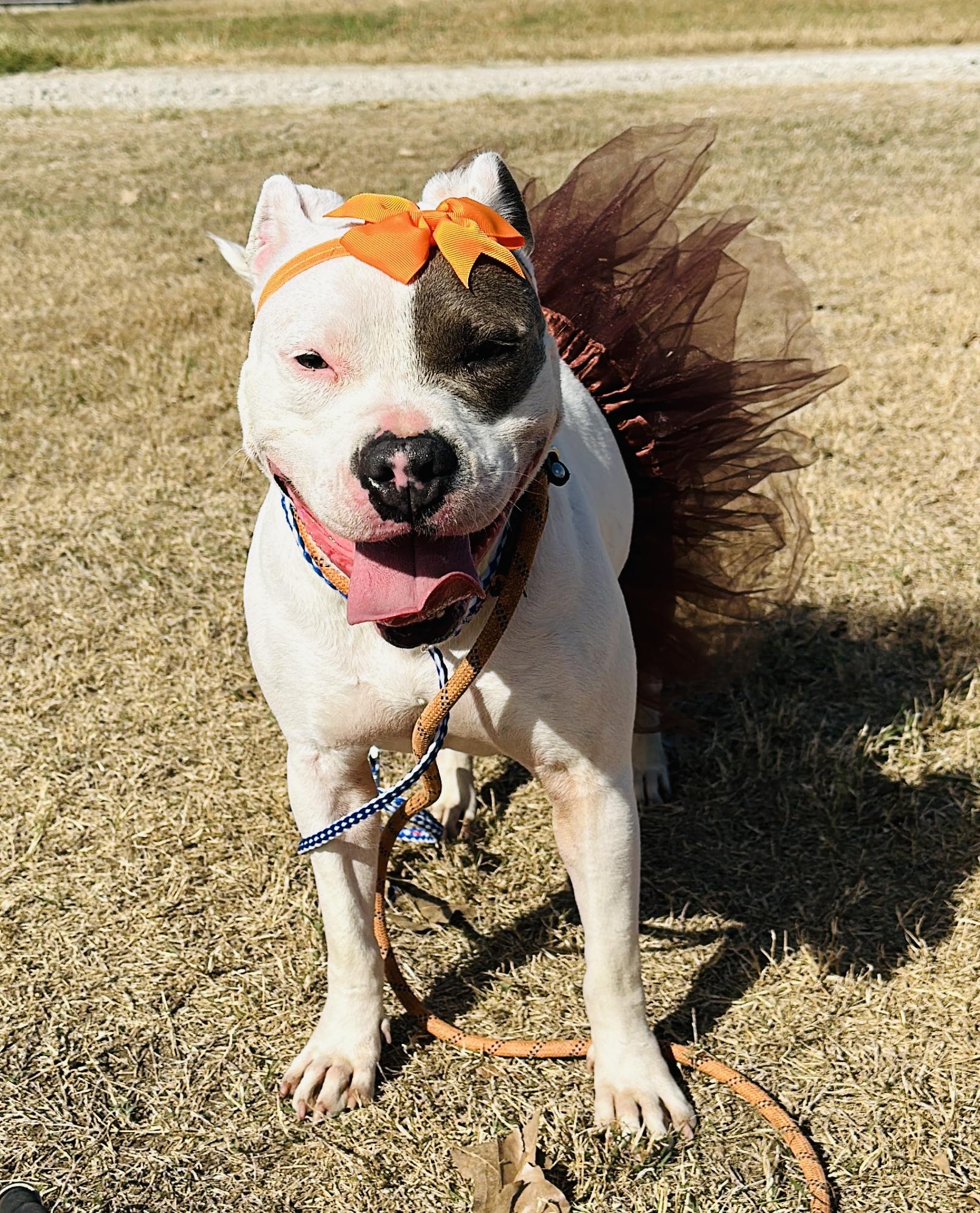 Enlarge Mindy, a Adoptable mixed breed in Gonzales, TX image 1/5