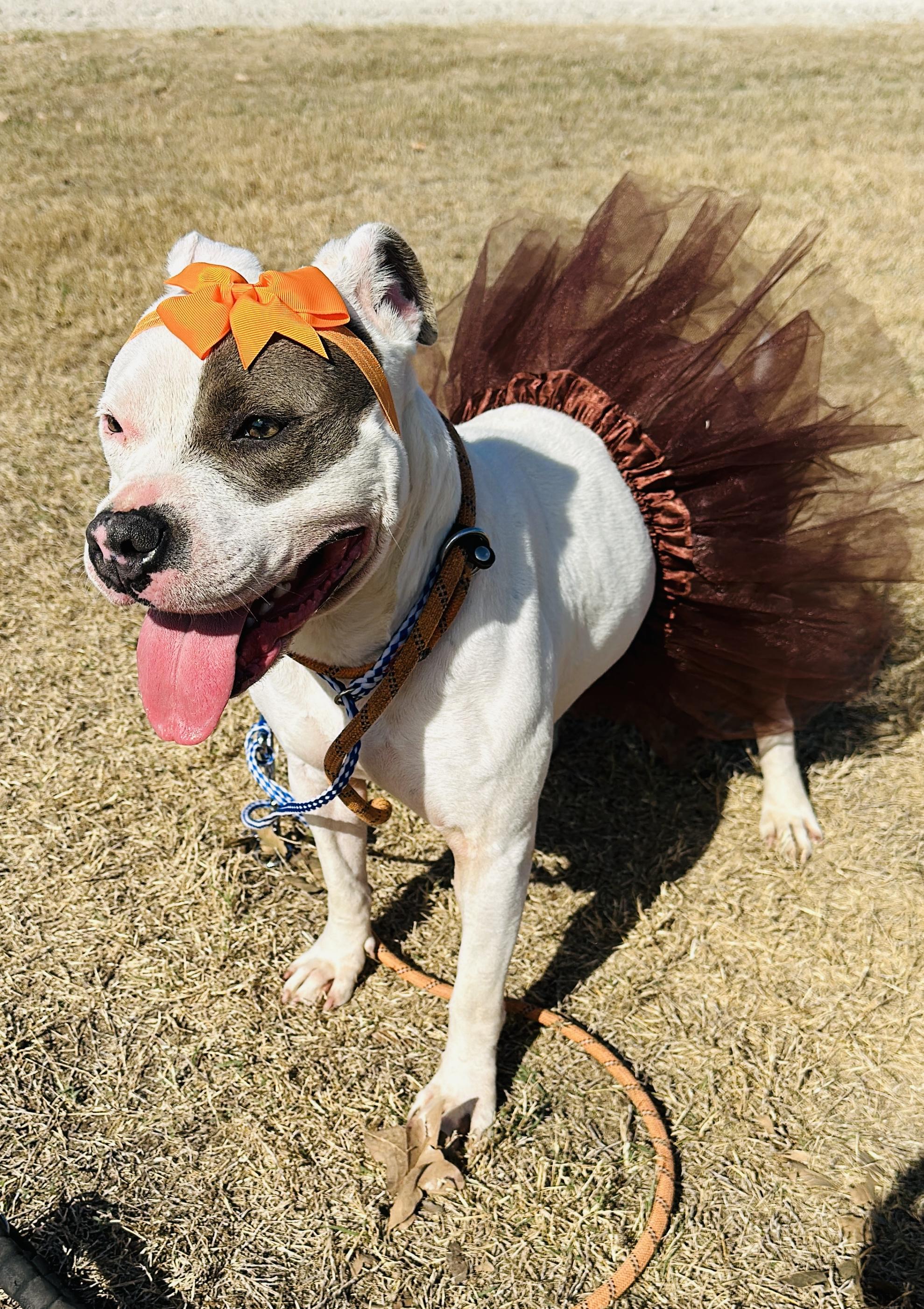 Enlarge Mindy, a Adoptable mixed breed in Gonzales, TX image 2/5