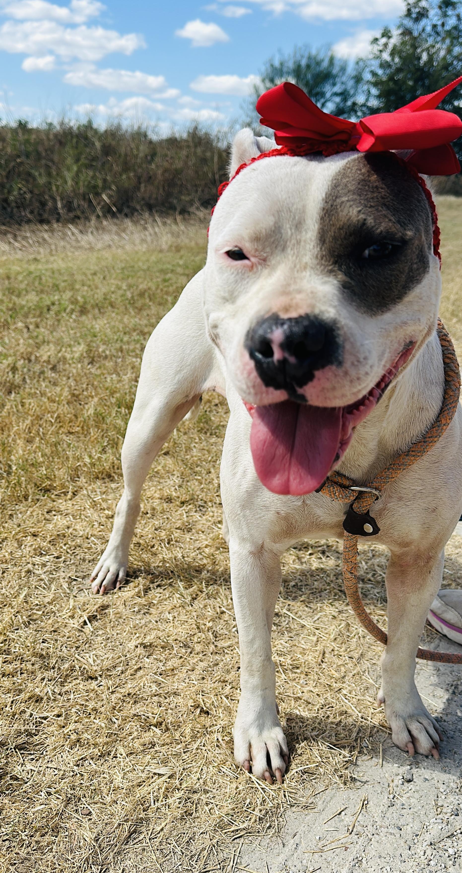 Enlarge Mindy, a Adoptable mixed breed in Gonzales, TX image 3/5