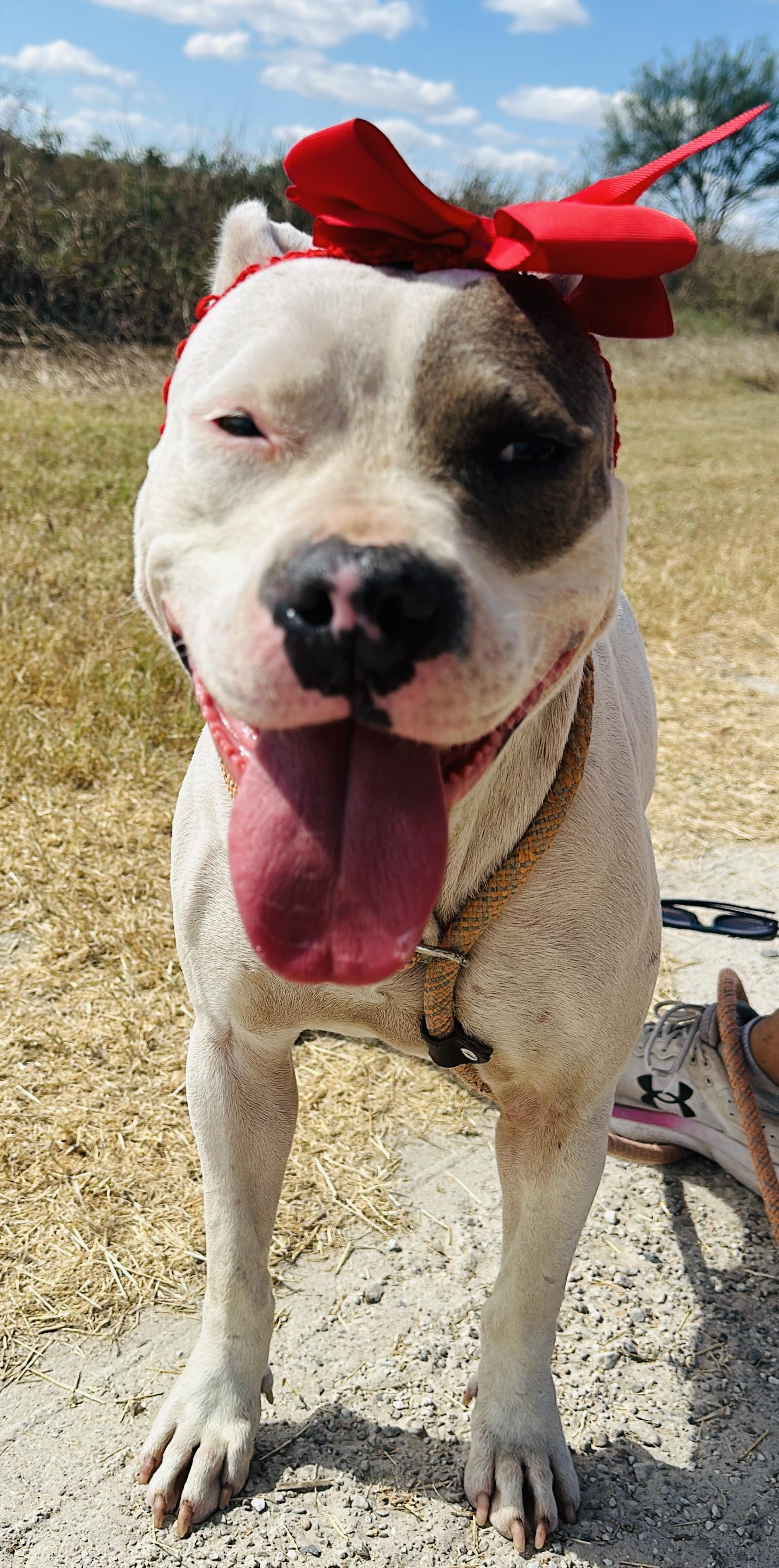 Enlarge Mindy, a Adoptable mixed breed in Gonzales, TX image 4/5