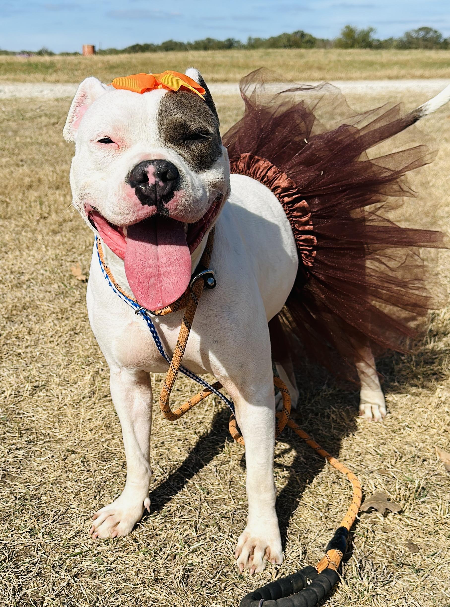 Enlarge Mindy, a Adoptable mixed breed in Gonzales, TX image 5/5