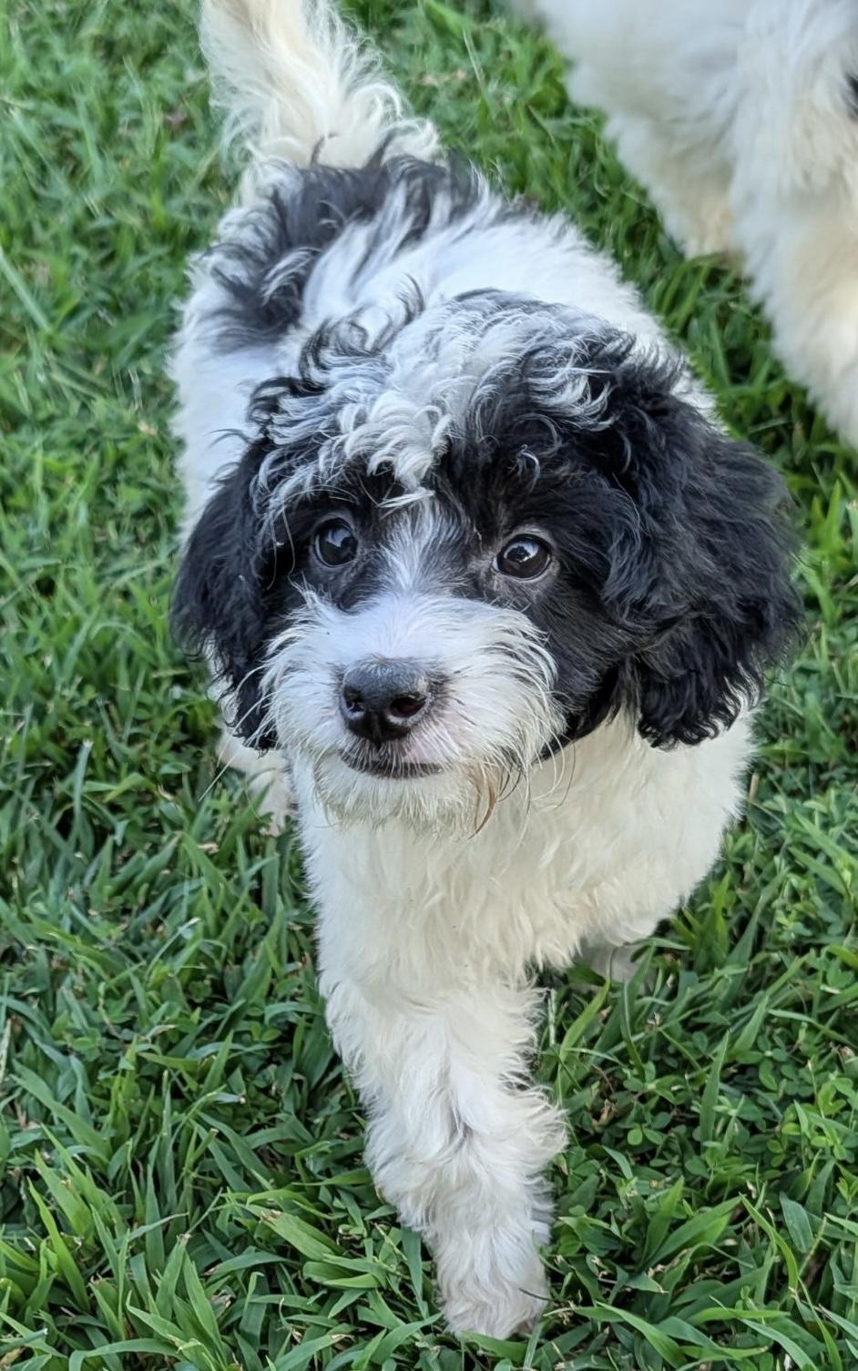 Woody, a ADOPTABLE mixed breed in Overland Park, KS image 2/2