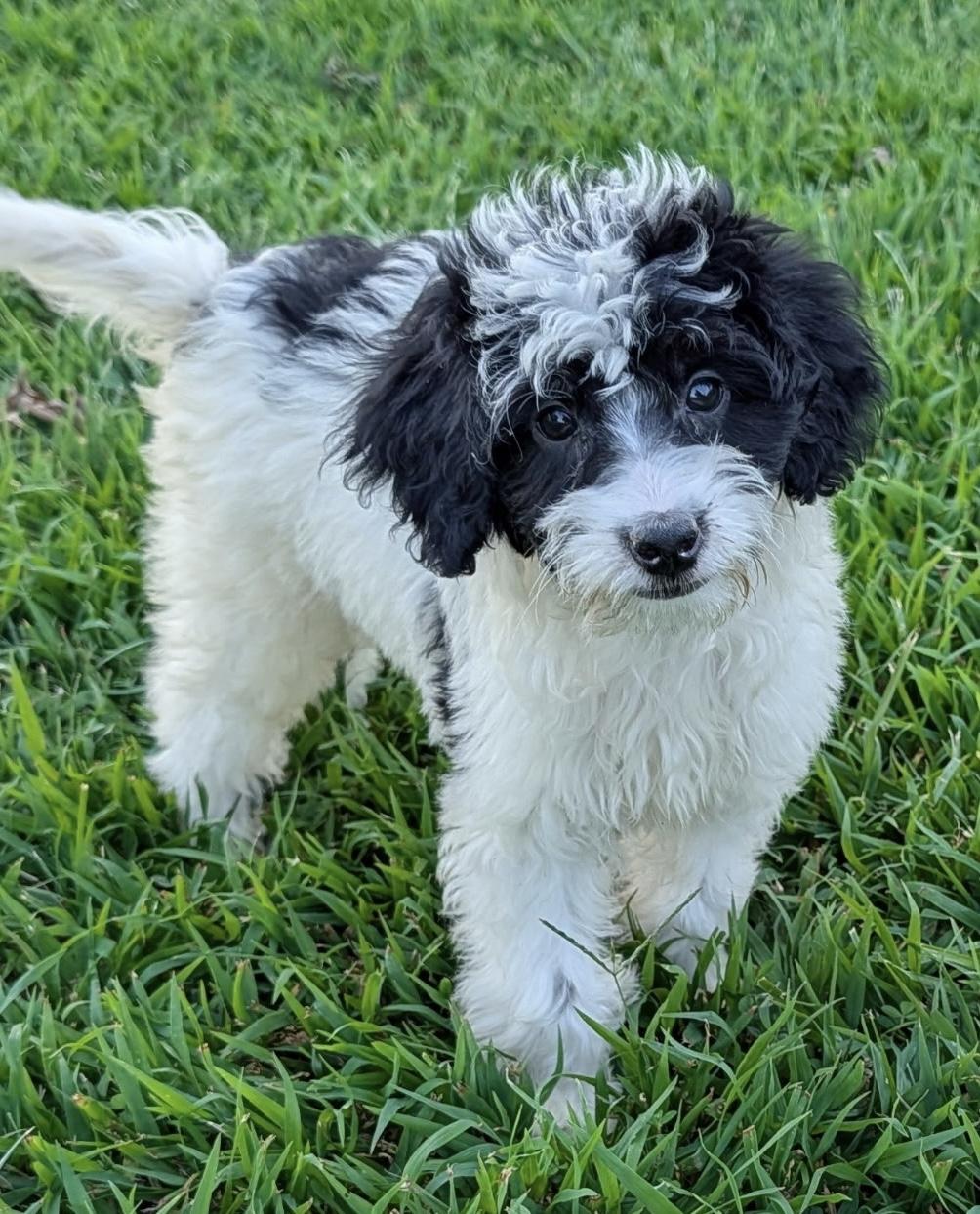 Woody, ADOPTABLE, Puppy Male Bernese Mountain Dog & Poodle.