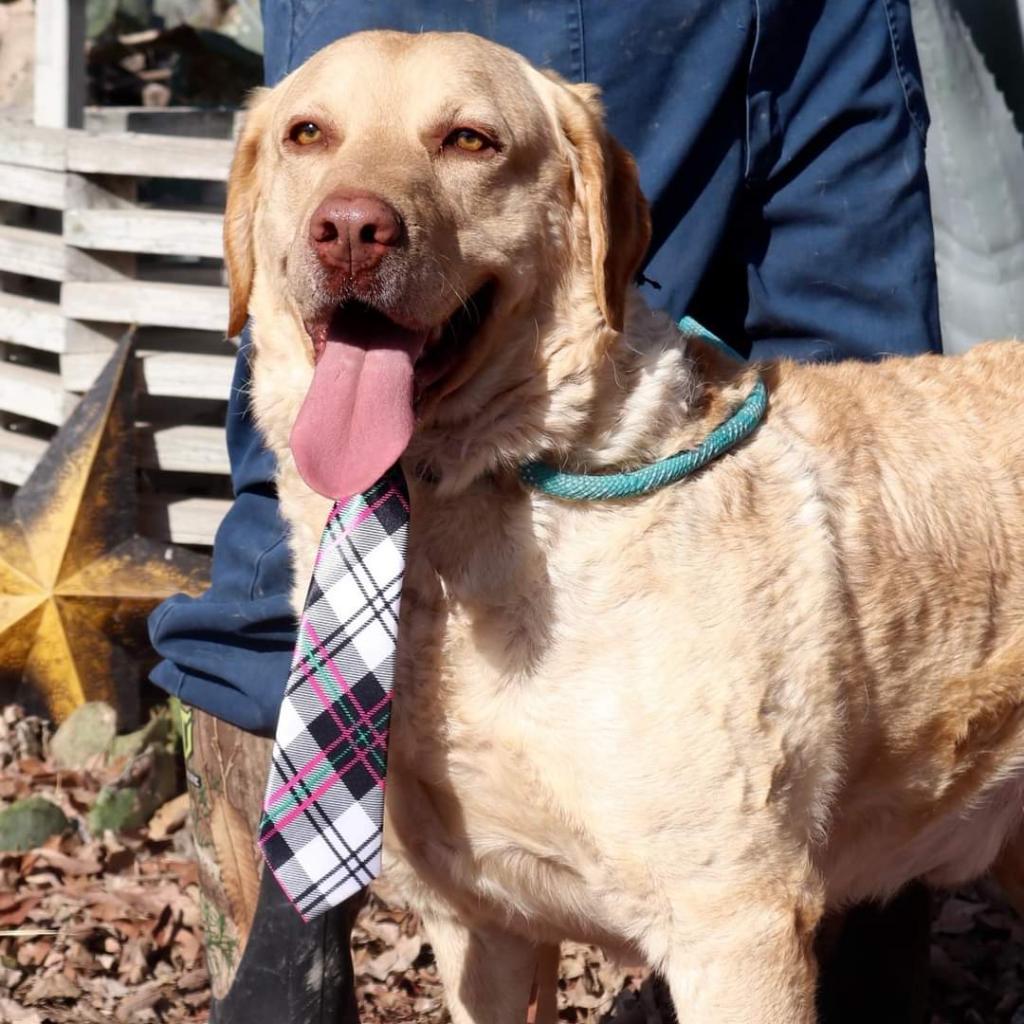 Old Yeller Jum thumbnail 2