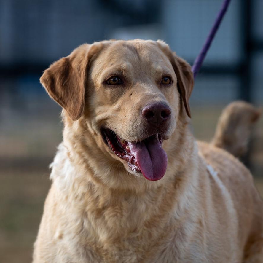 Old Yeller JuM, Adoptable, Senior Male Chesapeake Bay Retriever & Yellow Labrador Retriever.
