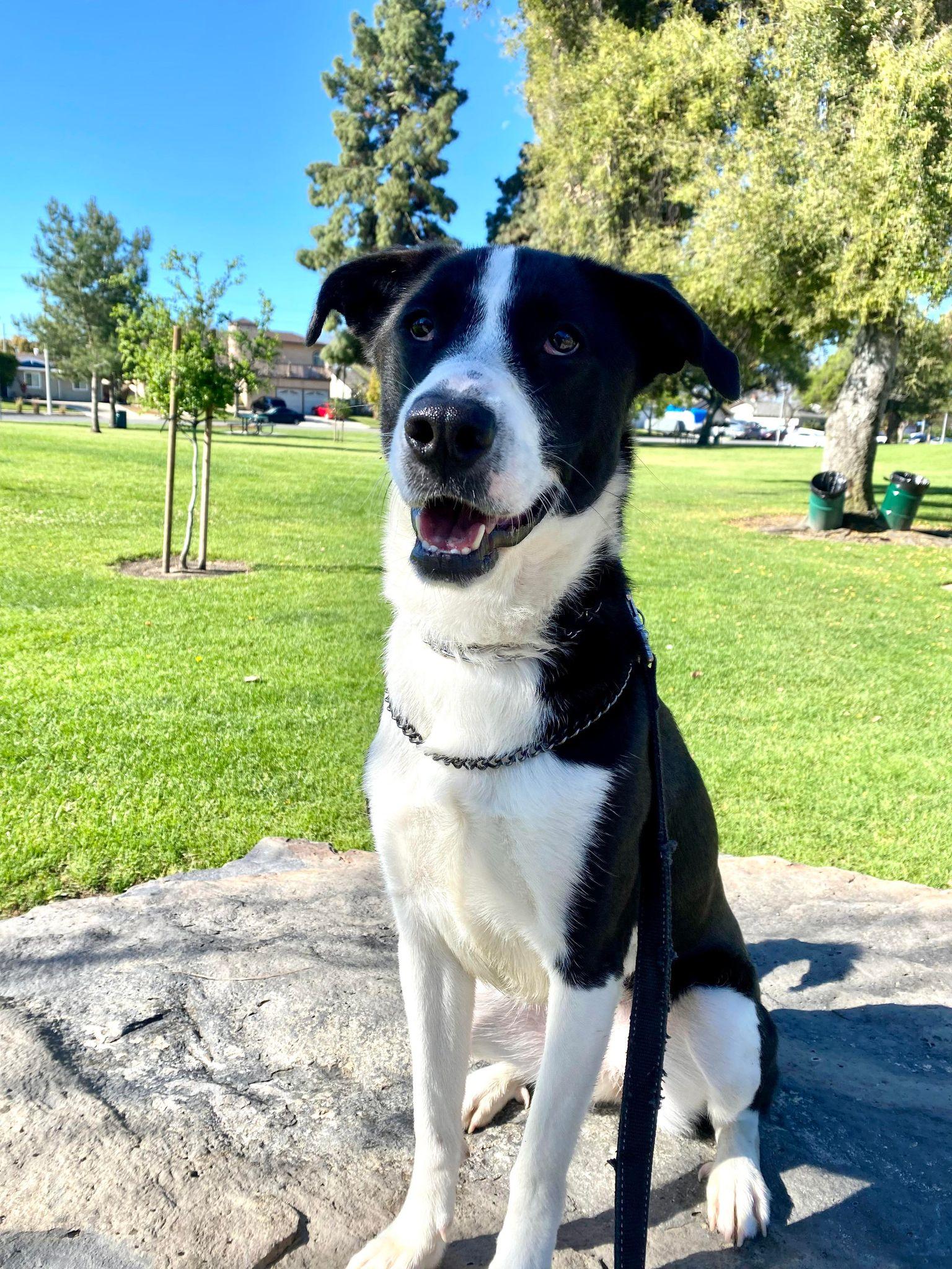 Zuzu, a Adoptable Border Collie in San Diego, CA image 1/3