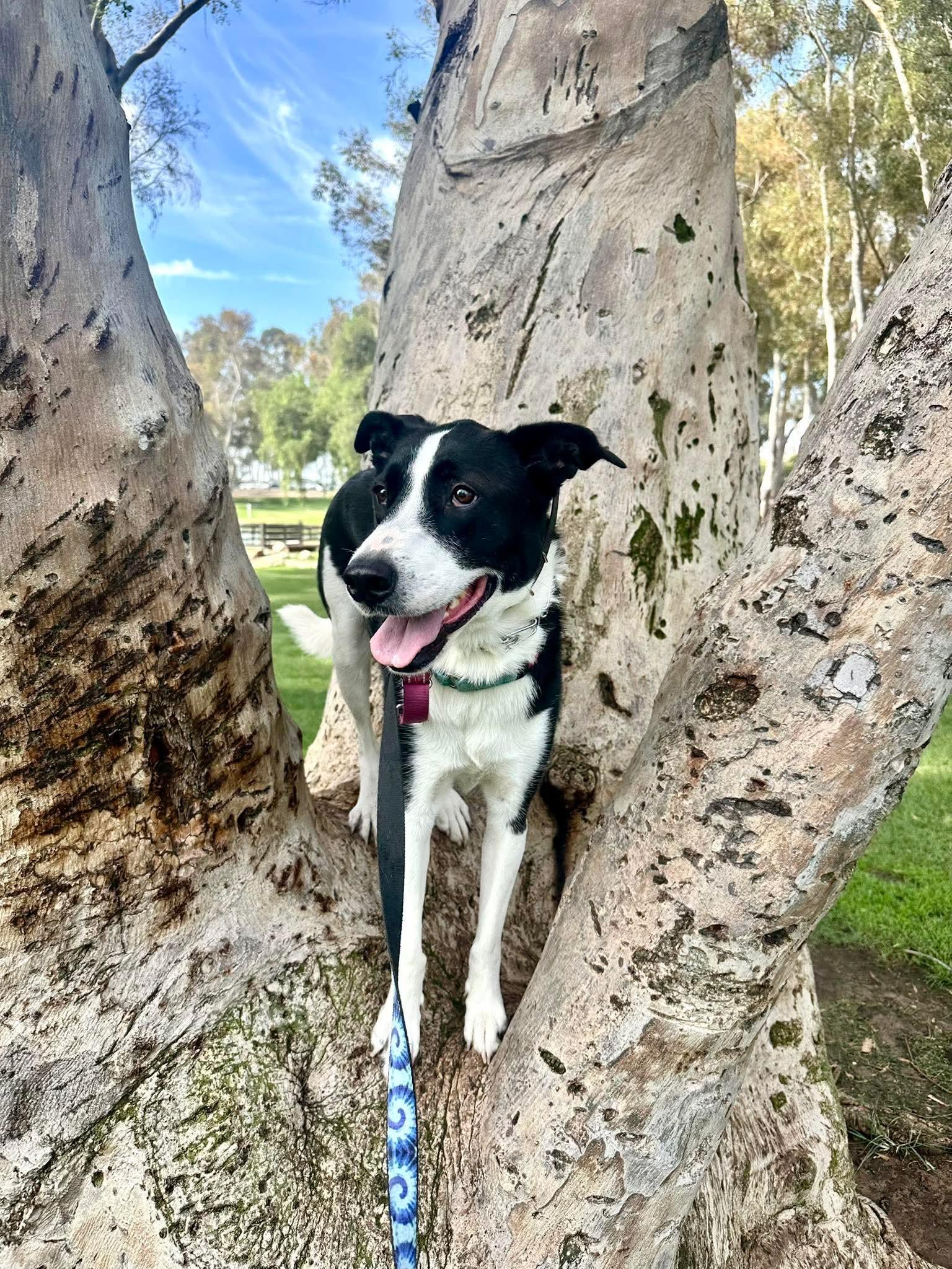 Zuzu, Adoptable, Young Female Border Collie.