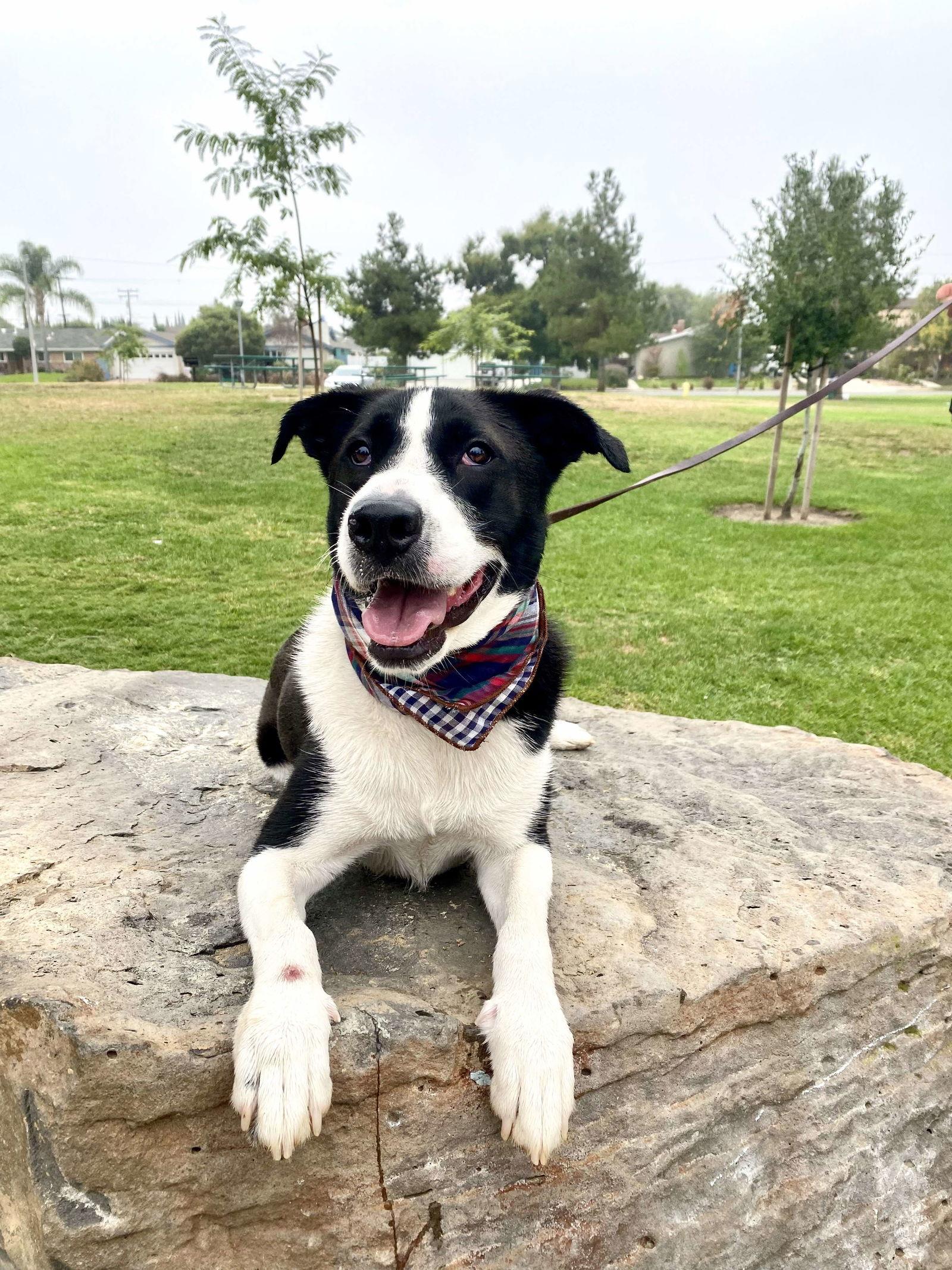 Zuzu, a Adoptable Border Collie in San Diego, CA image 2/3