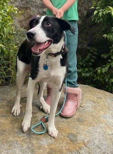 Zuzu, a Adoptable Border Collie in San Diego, CA image 3/3