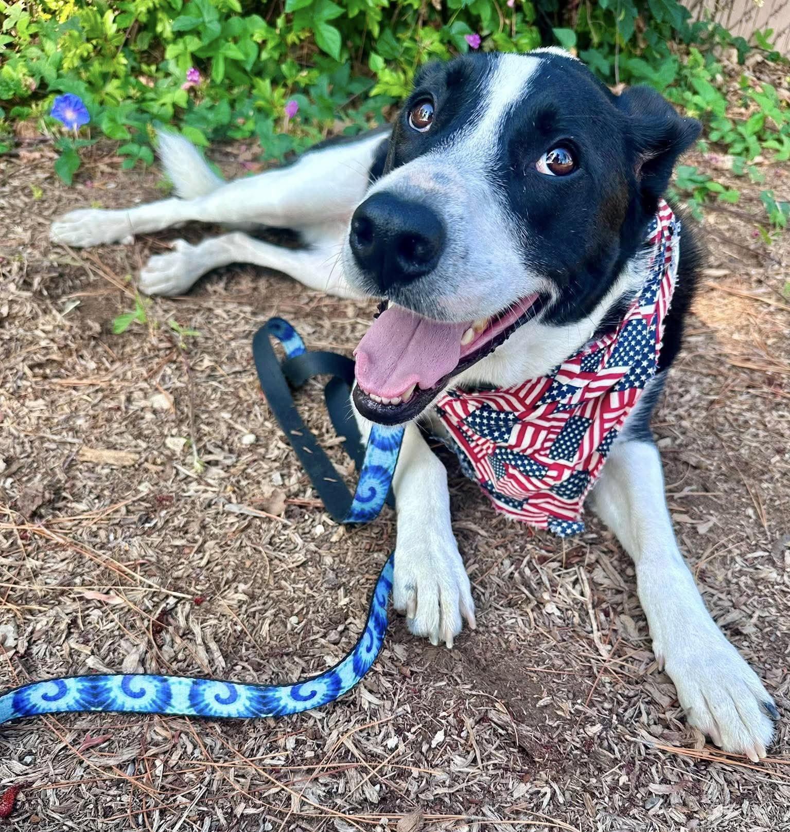 Enlarge Zuzu, a Adoptable Border Collie in San Diego, CA image 3/3