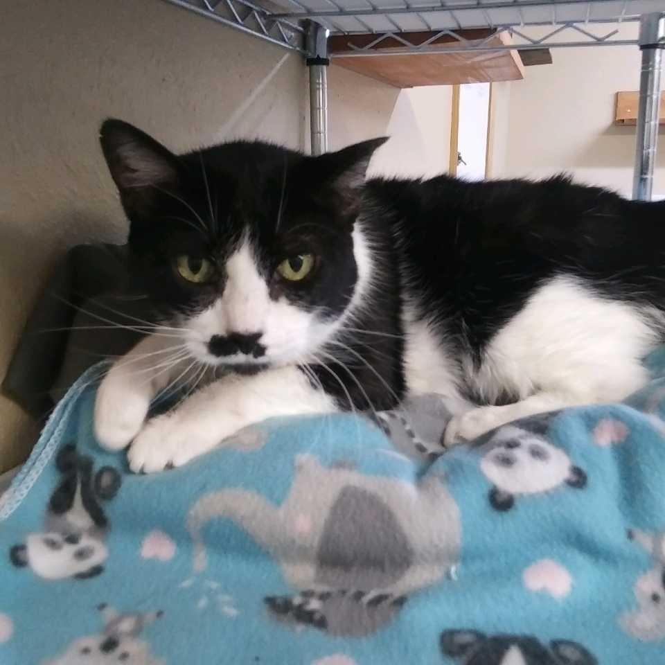 Kitty, Adoptable, Senior Female Domestic Short Hair.