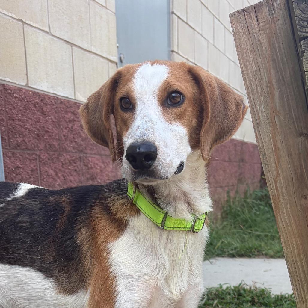 Pistachio, Adoptable, Young Male Mixed Breed.