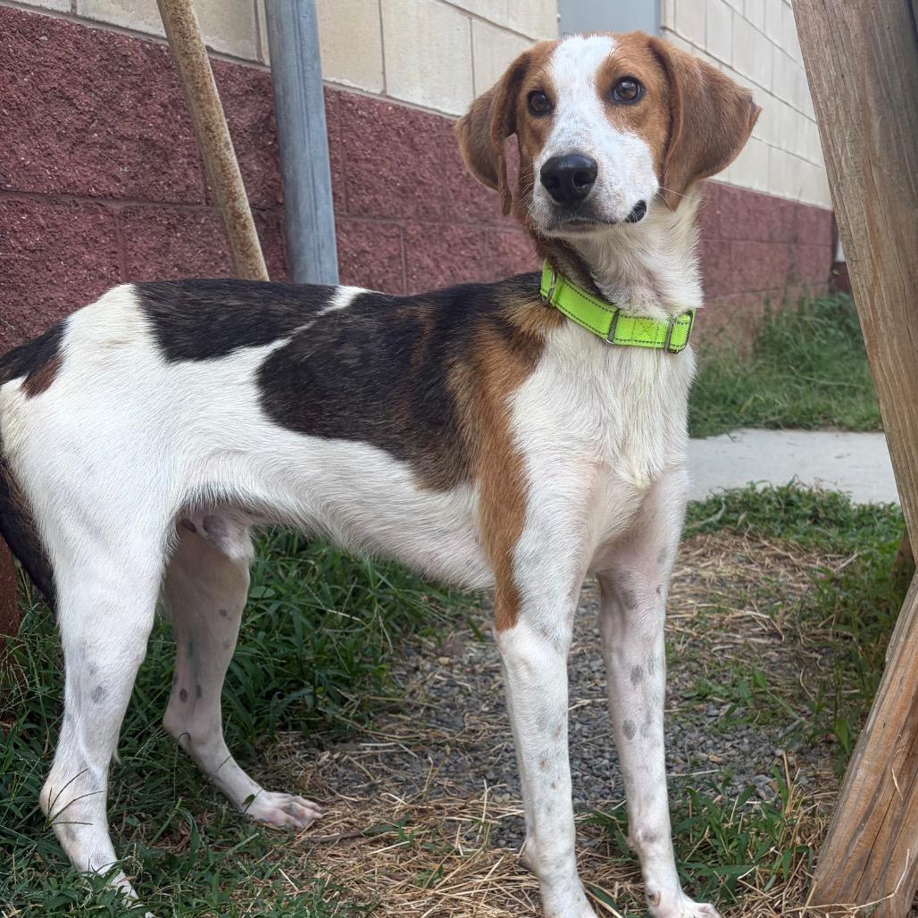 Enlarge Pistachio, a Adoptable Mixed Breed in Fredericksburg, VA image 2/2