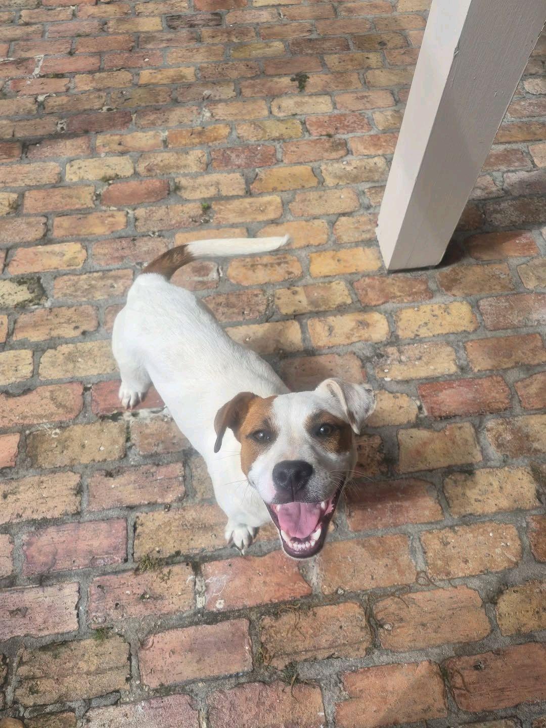 Enlarge Patches, a ADOPTABLE mixed breed in Baton Rouge, LA image 2/2
