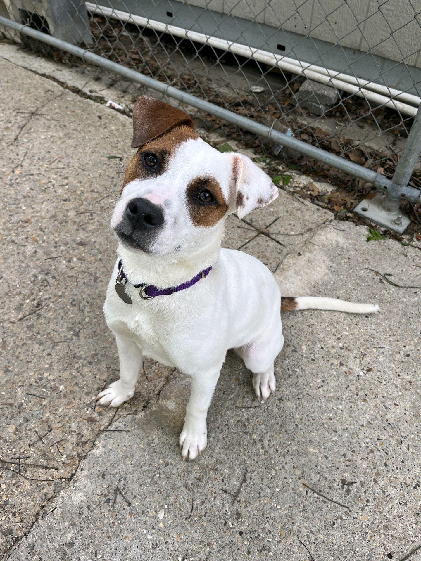 Patches, ADOPTABLE, Young Female Jack Russell Terrier.