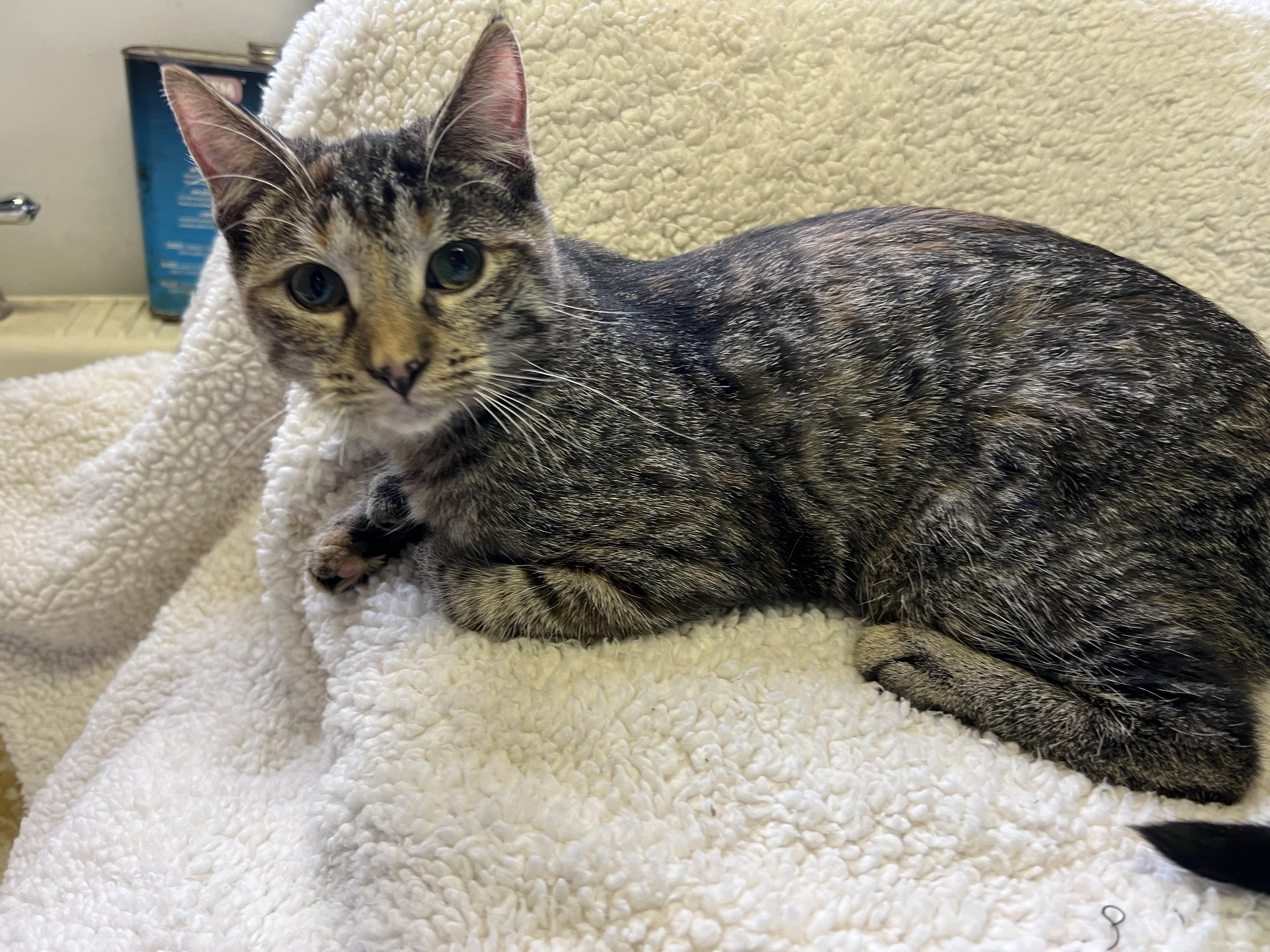 Apple Jacks “Jackie”, Adoptable, Young Female Domestic Short Hair.