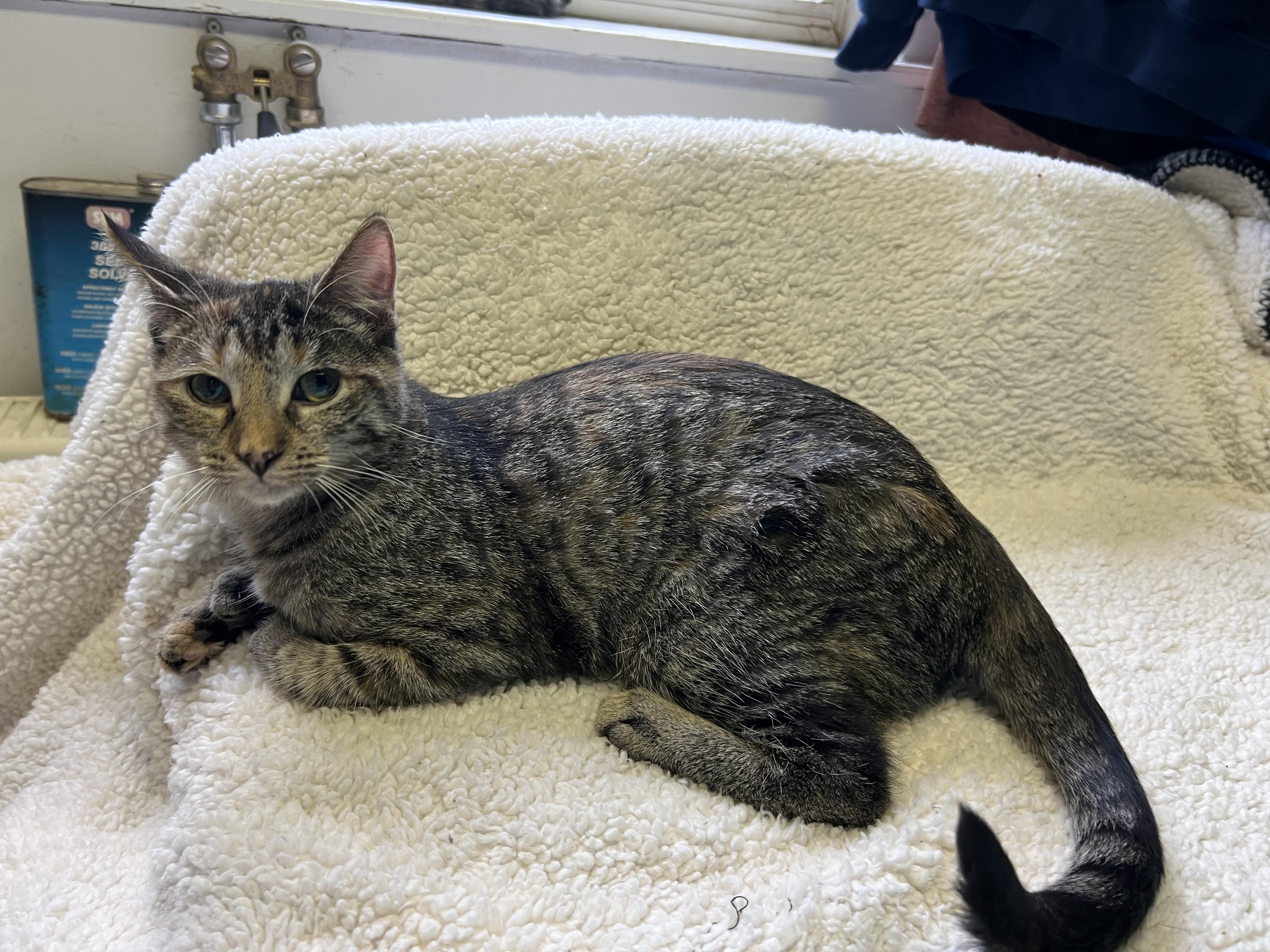 Enlarge Apple Jacks “Jackie”, a Adoptable Domestic Short Hair in Holly, MI image 2/2