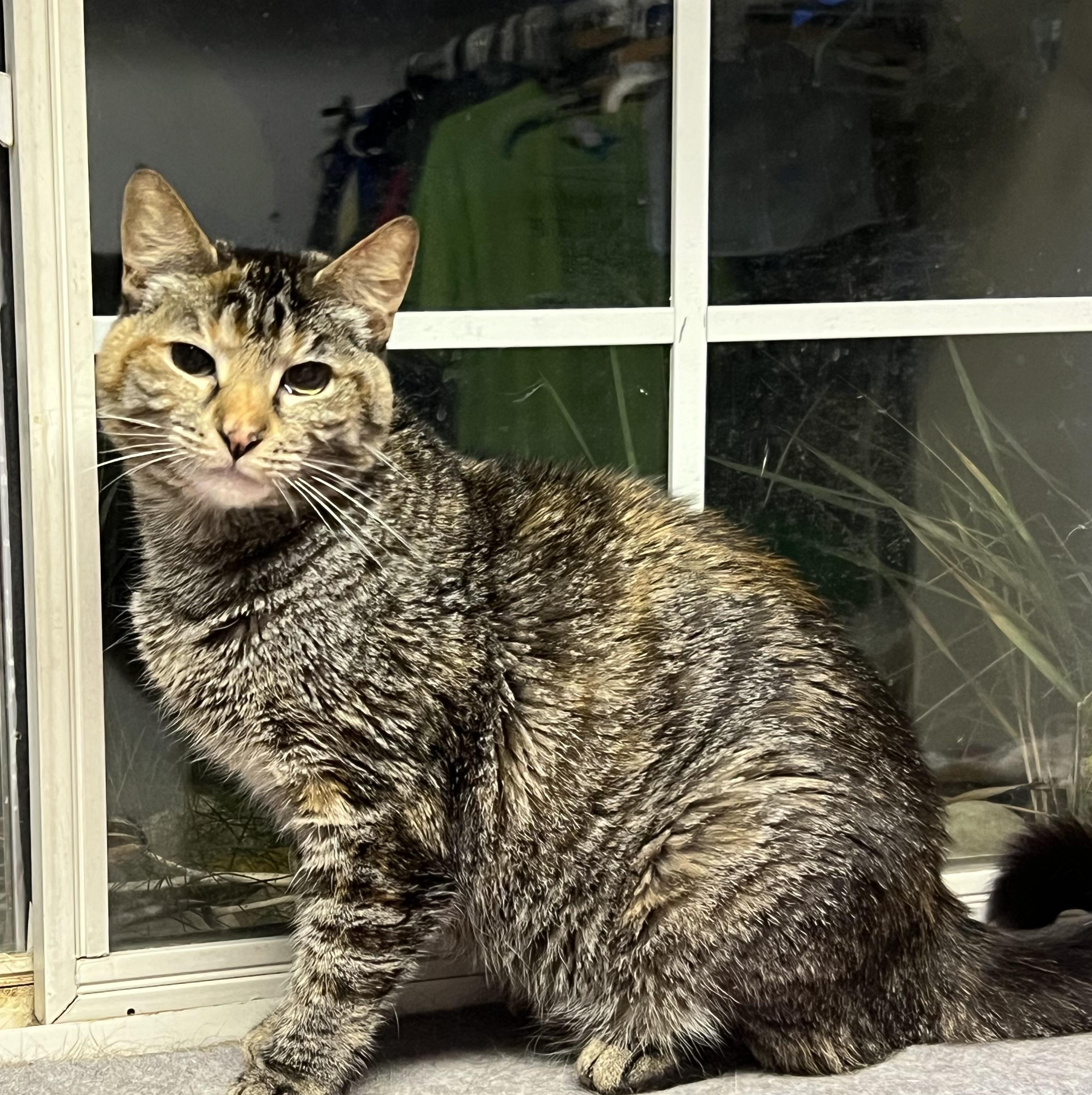 Apple Jacks “Jackie”, Adoptable, Young Female Domestic Short Hair.