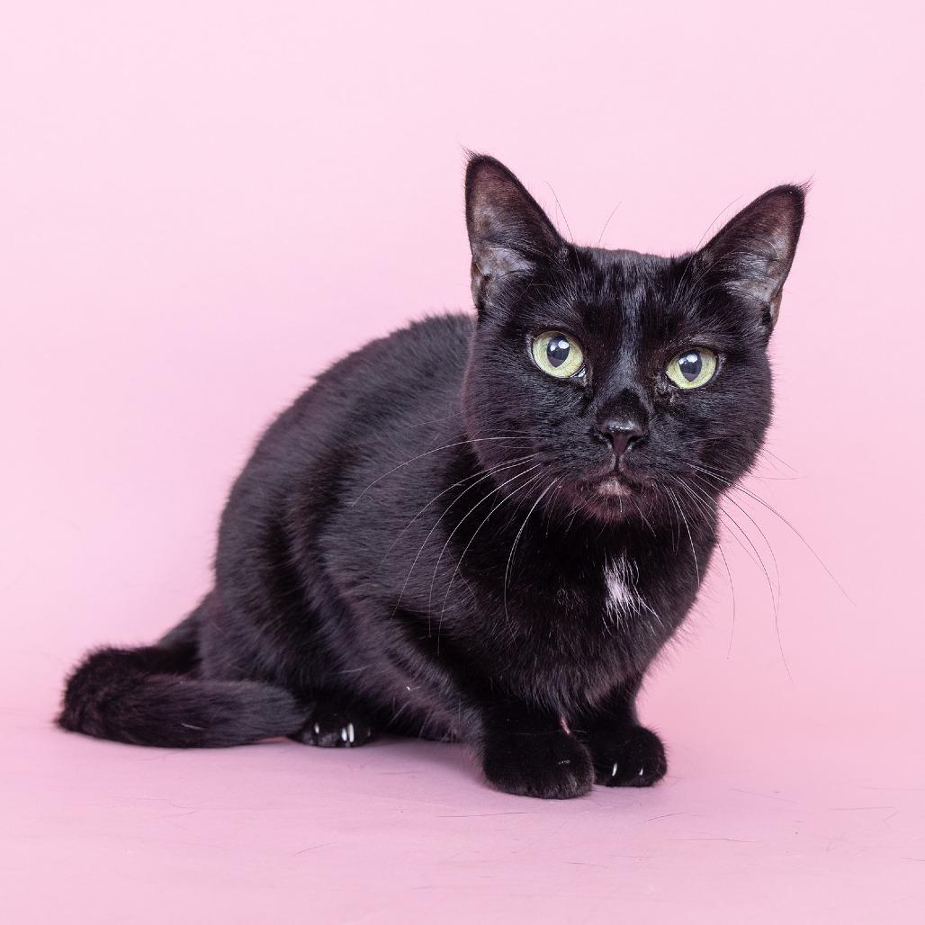 Woffie, Adoptable, Senior Female Domestic Short Hair.