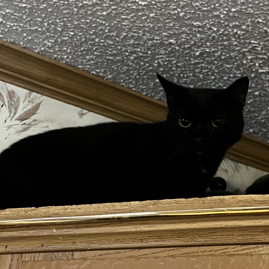 Enlarge Woffie, a Adoptable Domestic Short Hair in Franklin, TN image 2/3