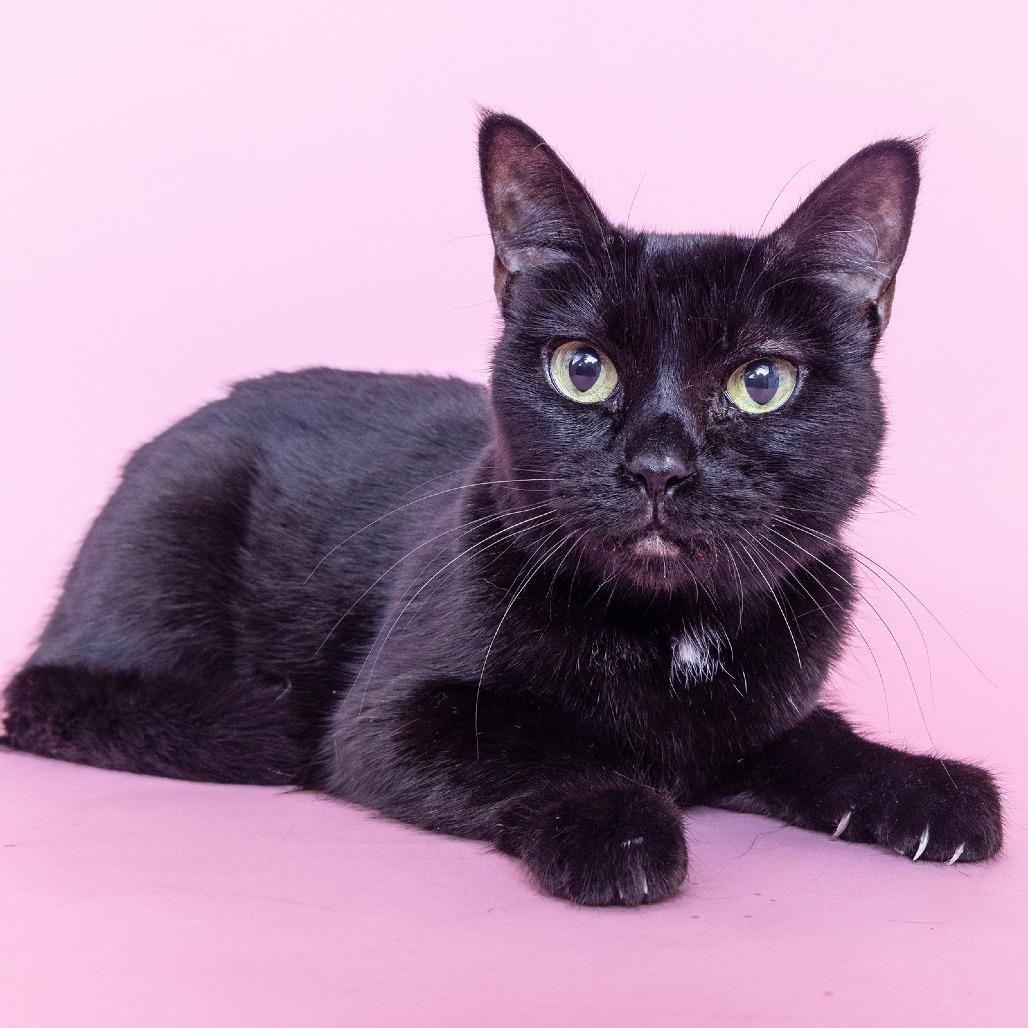 Enlarge Woffie, a Adoptable Domestic Short Hair in Franklin, TN image 3/3