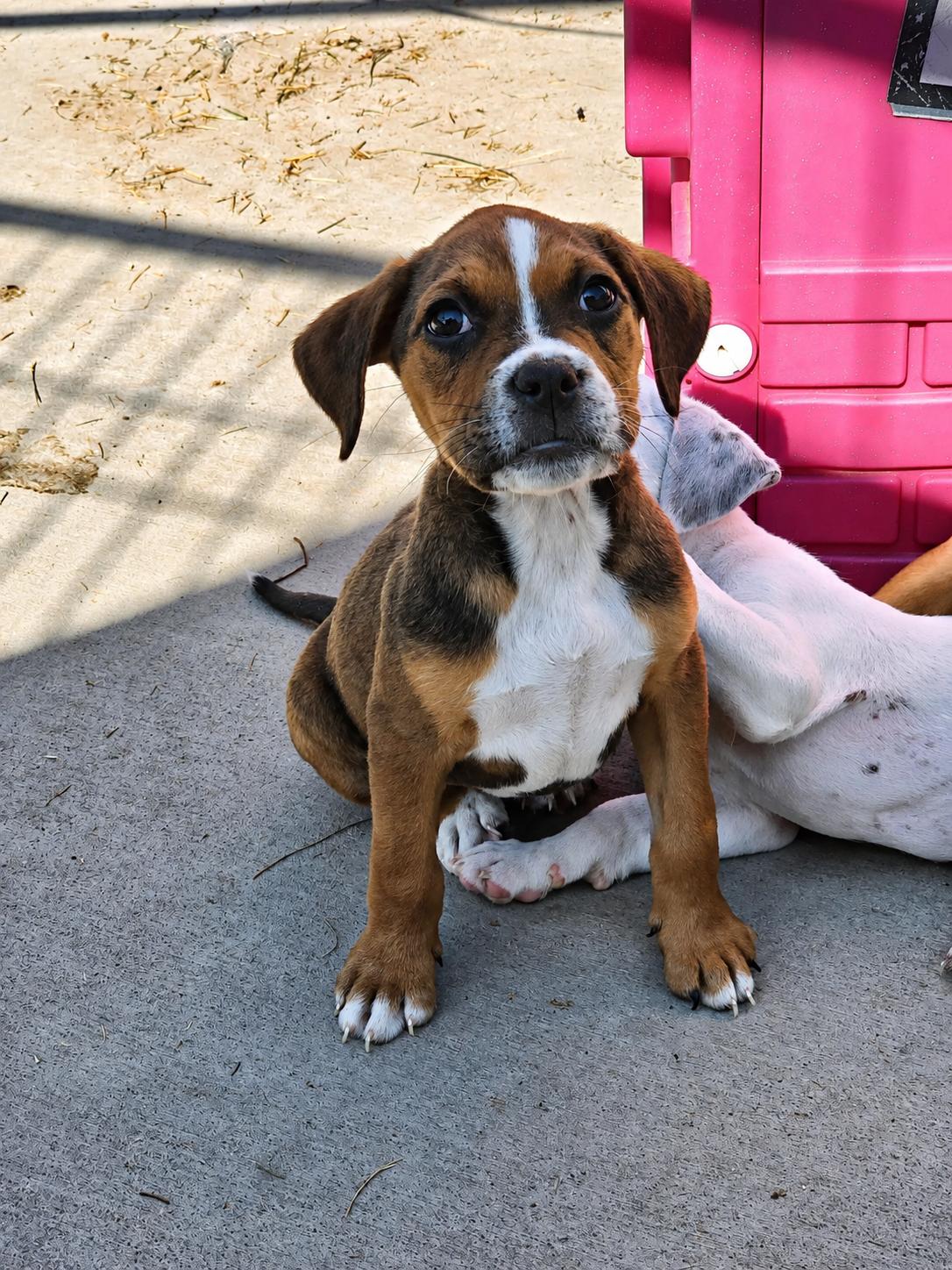 Enlarge Rousey, an adopted Mixed Breed in Kenosha, WI image 4/4