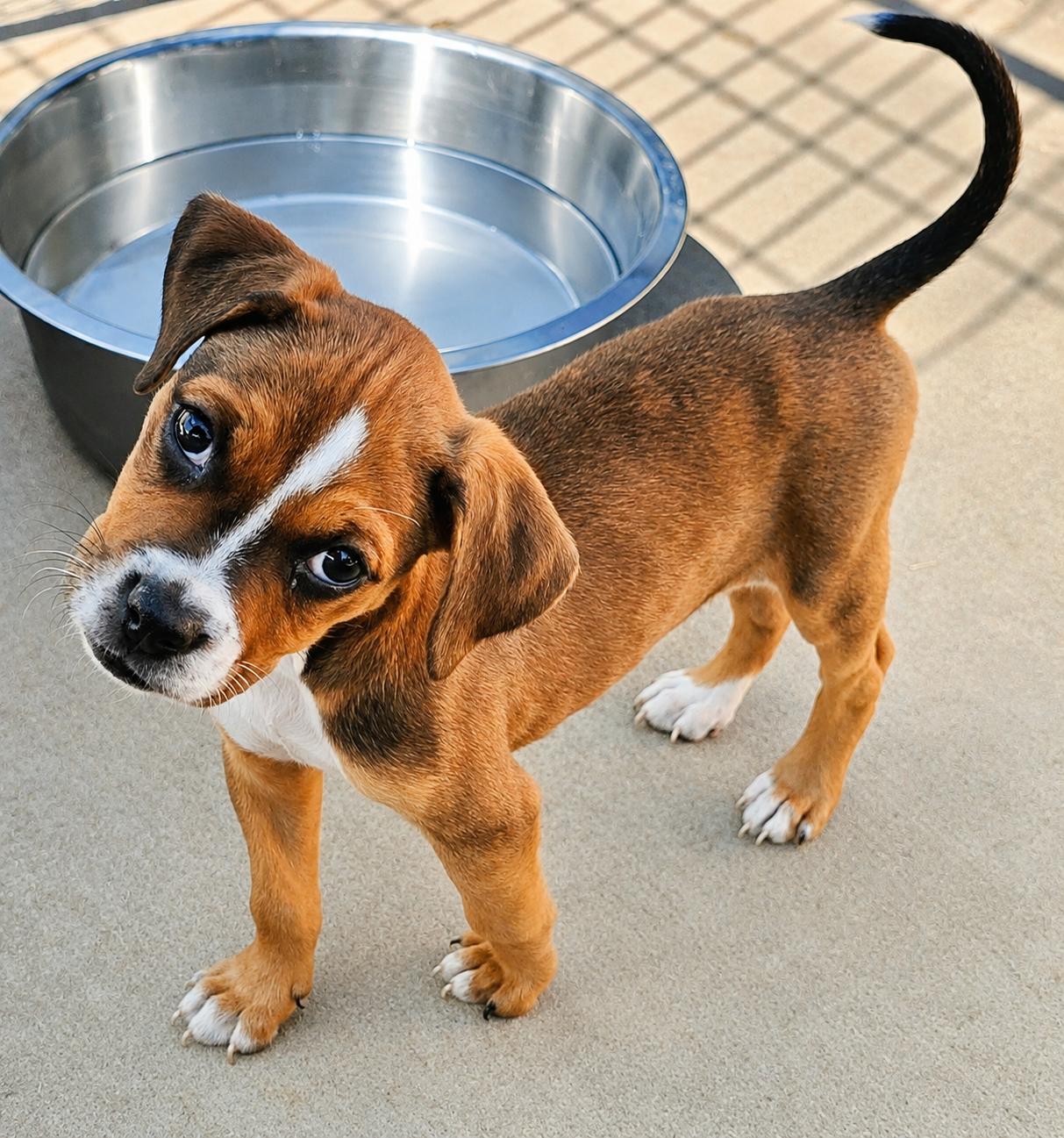 Enlarge Rousey, an adopted Mixed Breed in Kenosha, WI image 3/4