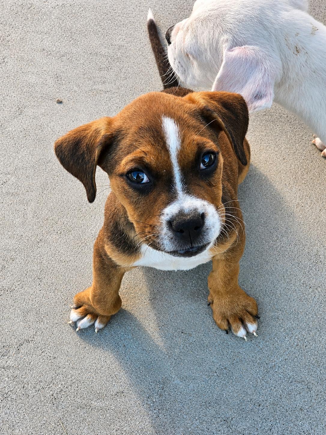 Enlarge Rousey, an adopted Mixed Breed in Kenosha, WI image 1/4