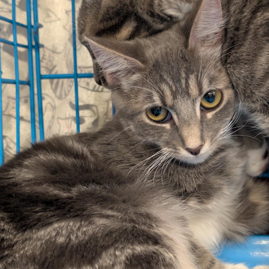 Callan, Adoptable, Young Female Domestic Short Hair.