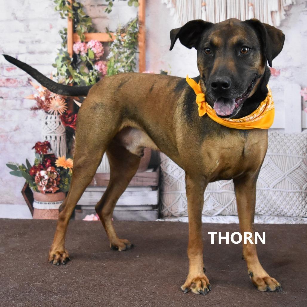 Thorn, Adoptable, Adult Male Rhodesian Ridgeback & Mixed Breed.