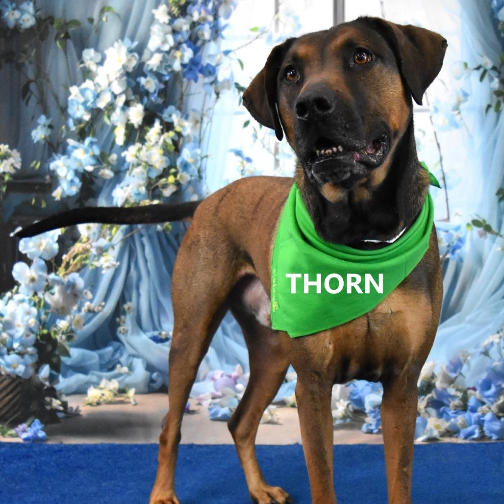 Thorn, a Adoptable mixed breed in Yuma, AZ image 2/3