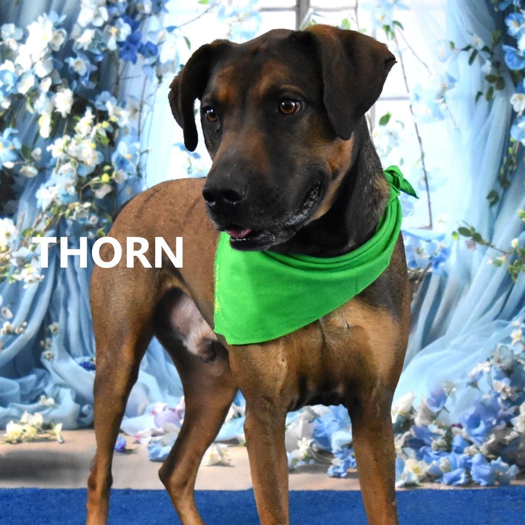 Thorn, a Adoptable mixed breed in Yuma, AZ image 3/3