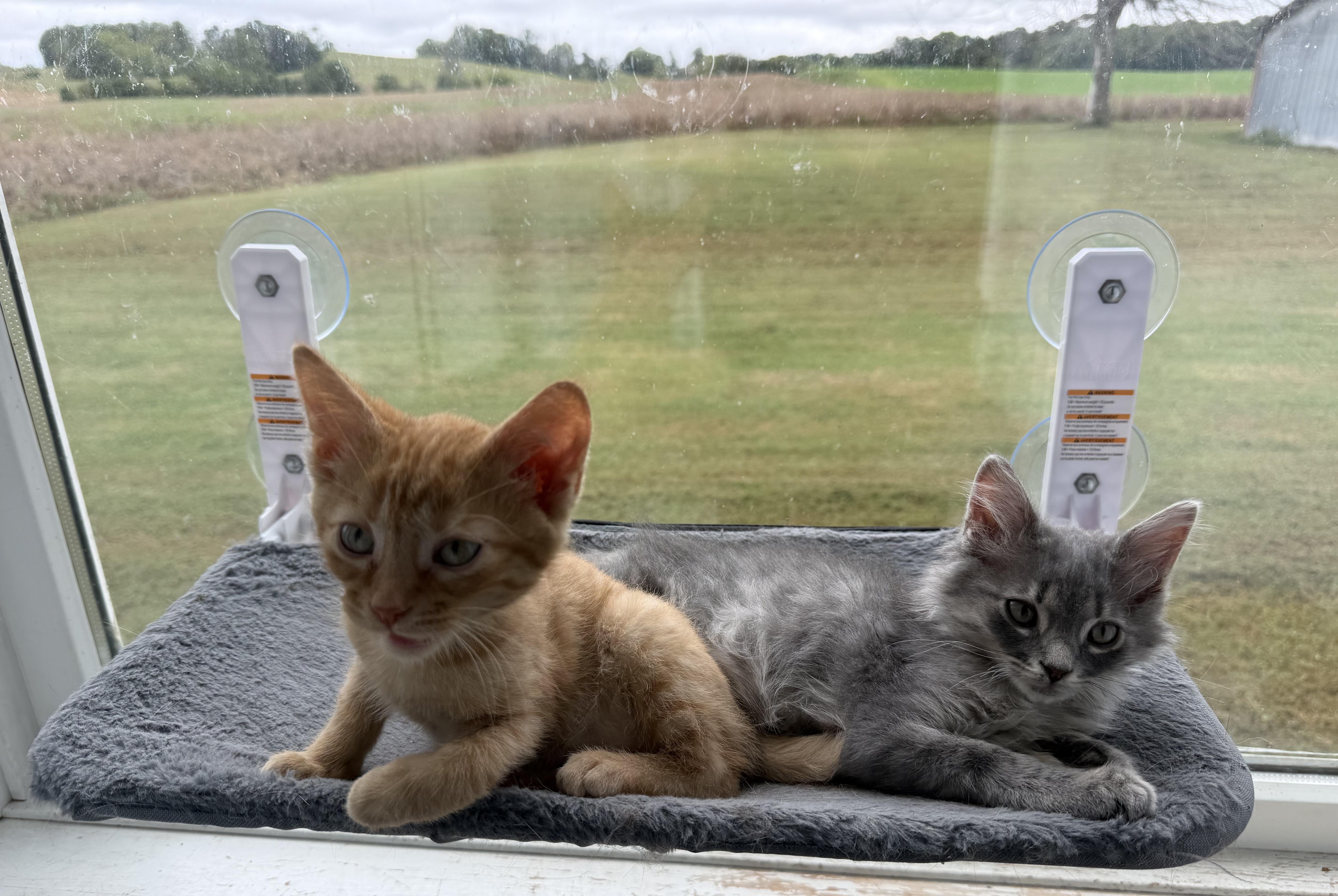 Enlarge Gerkin, a Adopted Domestic Long Hair in Campbellsville, KY image 2/5