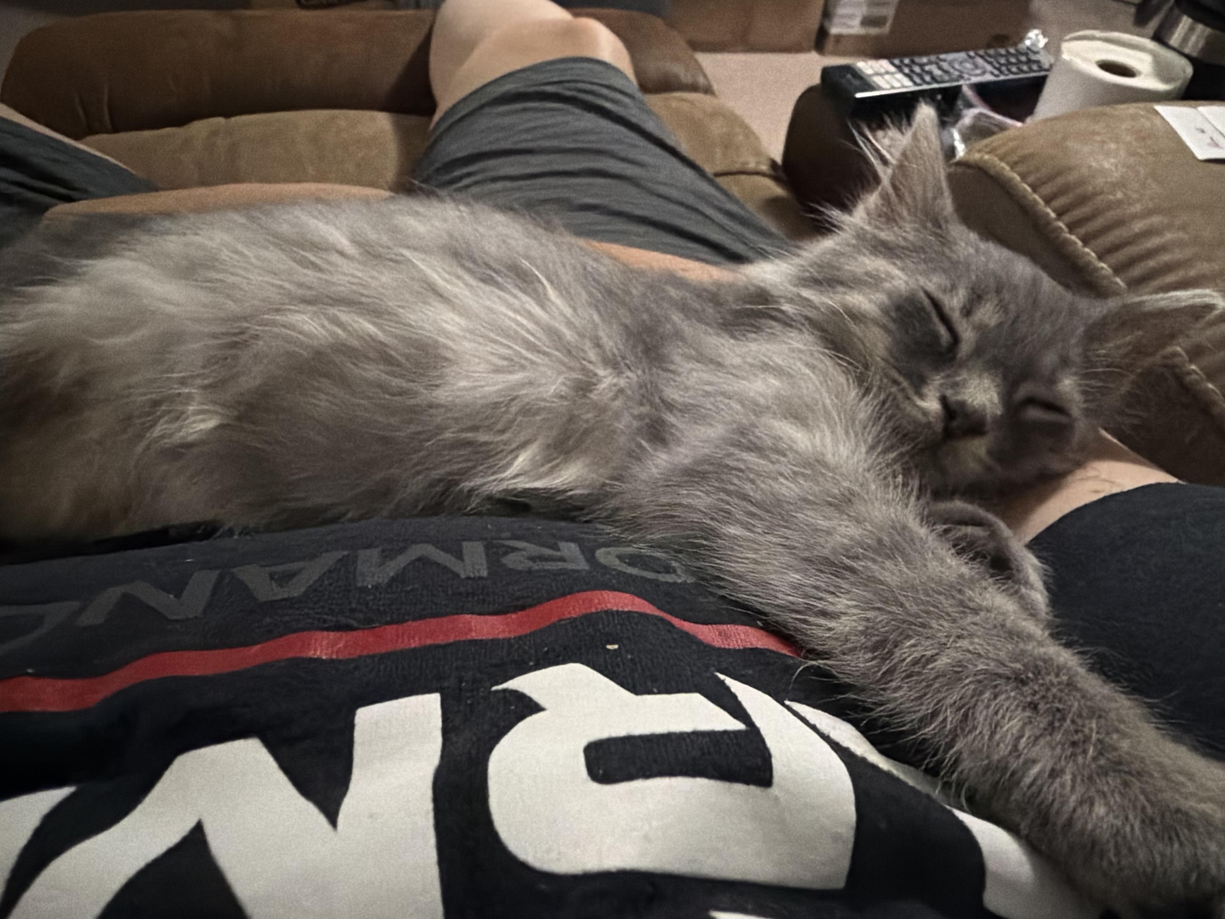 Enlarge Gerkin, a Adopted Domestic Long Hair in Campbellsville, KY image 4/5