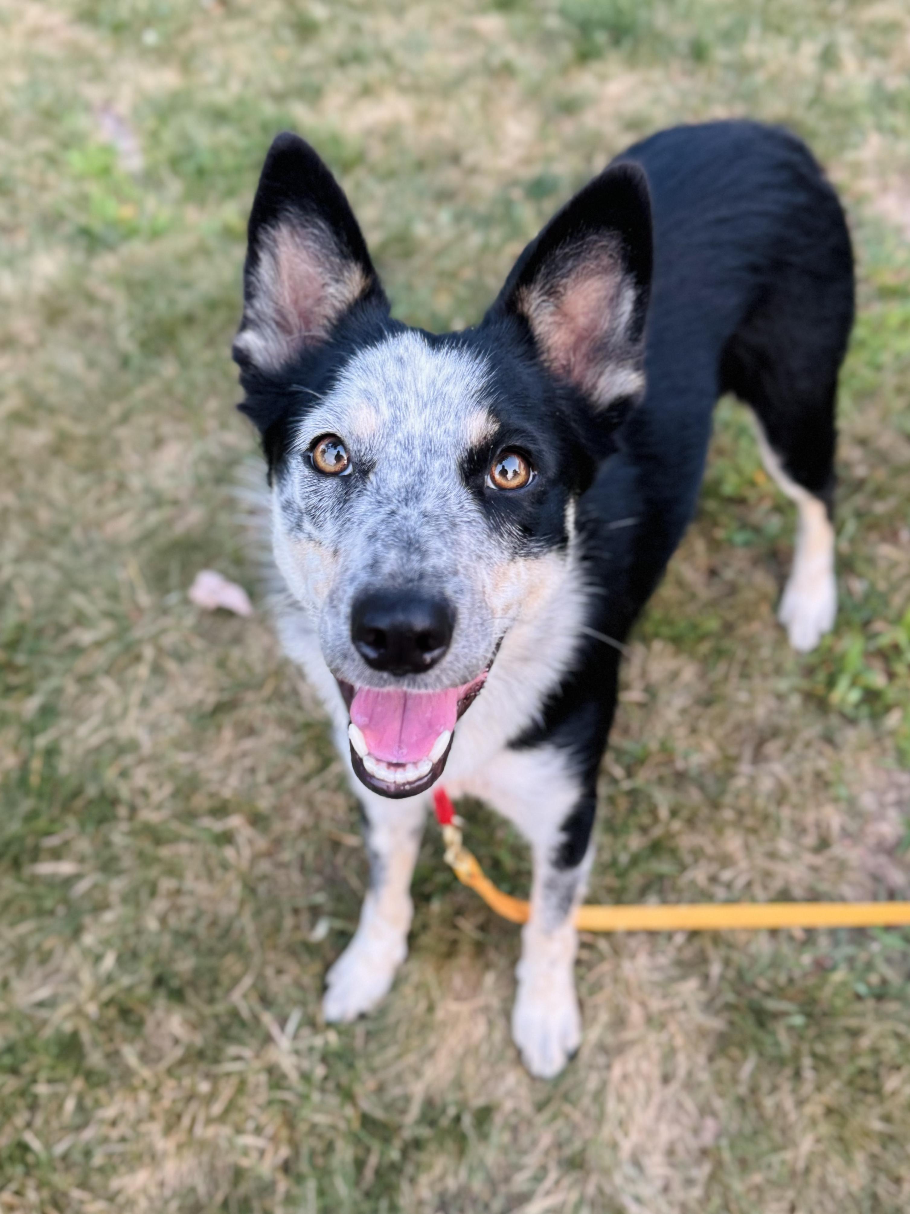 Enlarge June, a ADOPTABLE Border Collie in Muncy, PA image 5/6