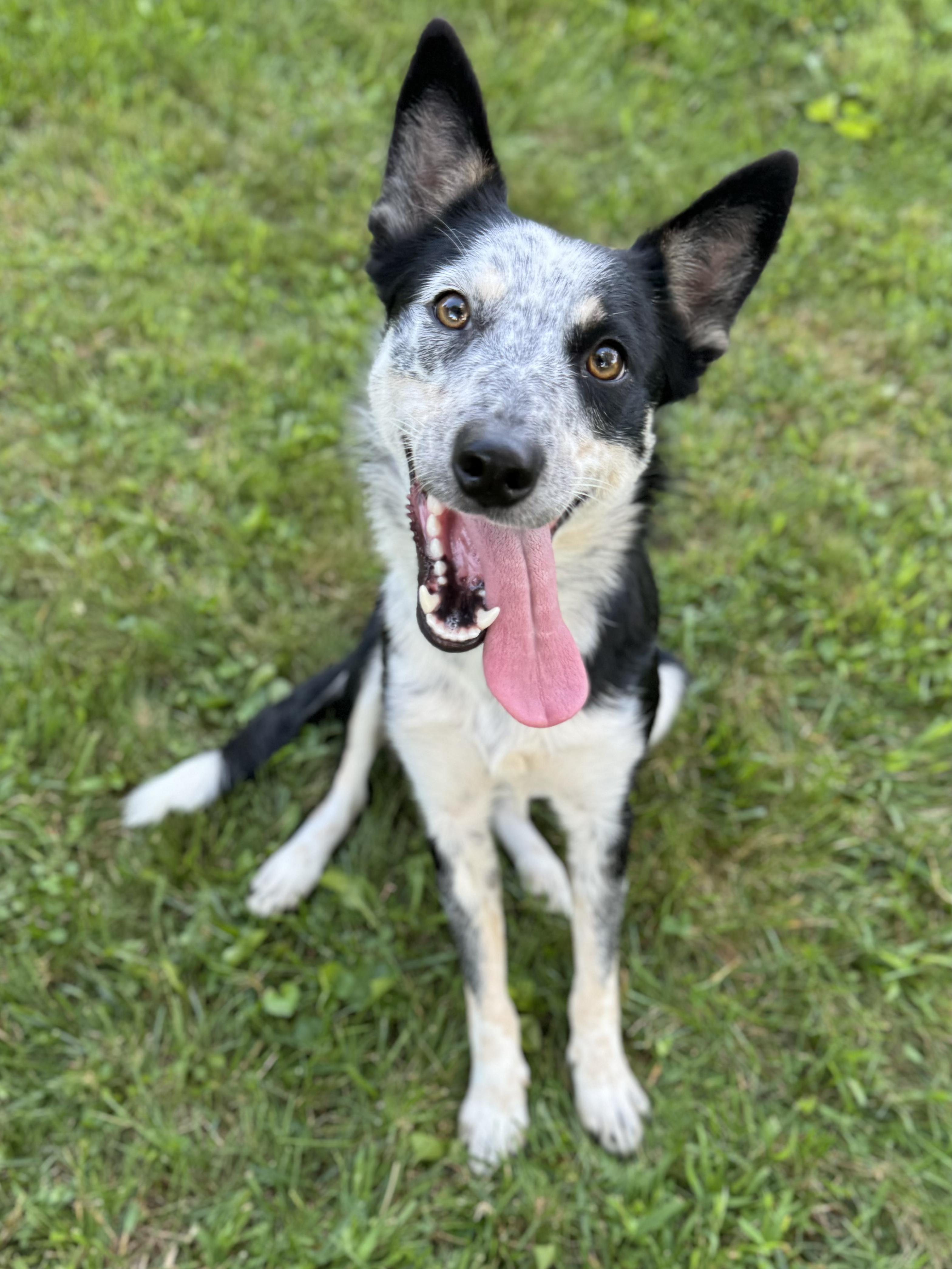 June, ADOPTABLE, Young Female Border Collie.