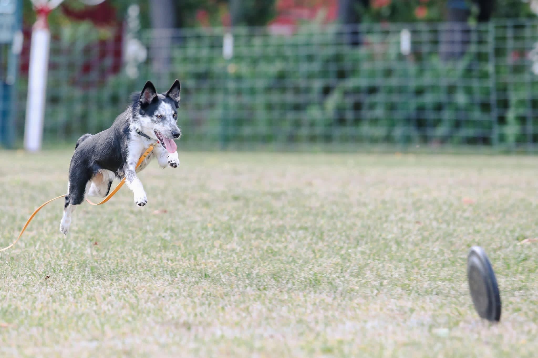 Enlarge June, a ADOPTABLE Border Collie in Muncy, PA image 2/6