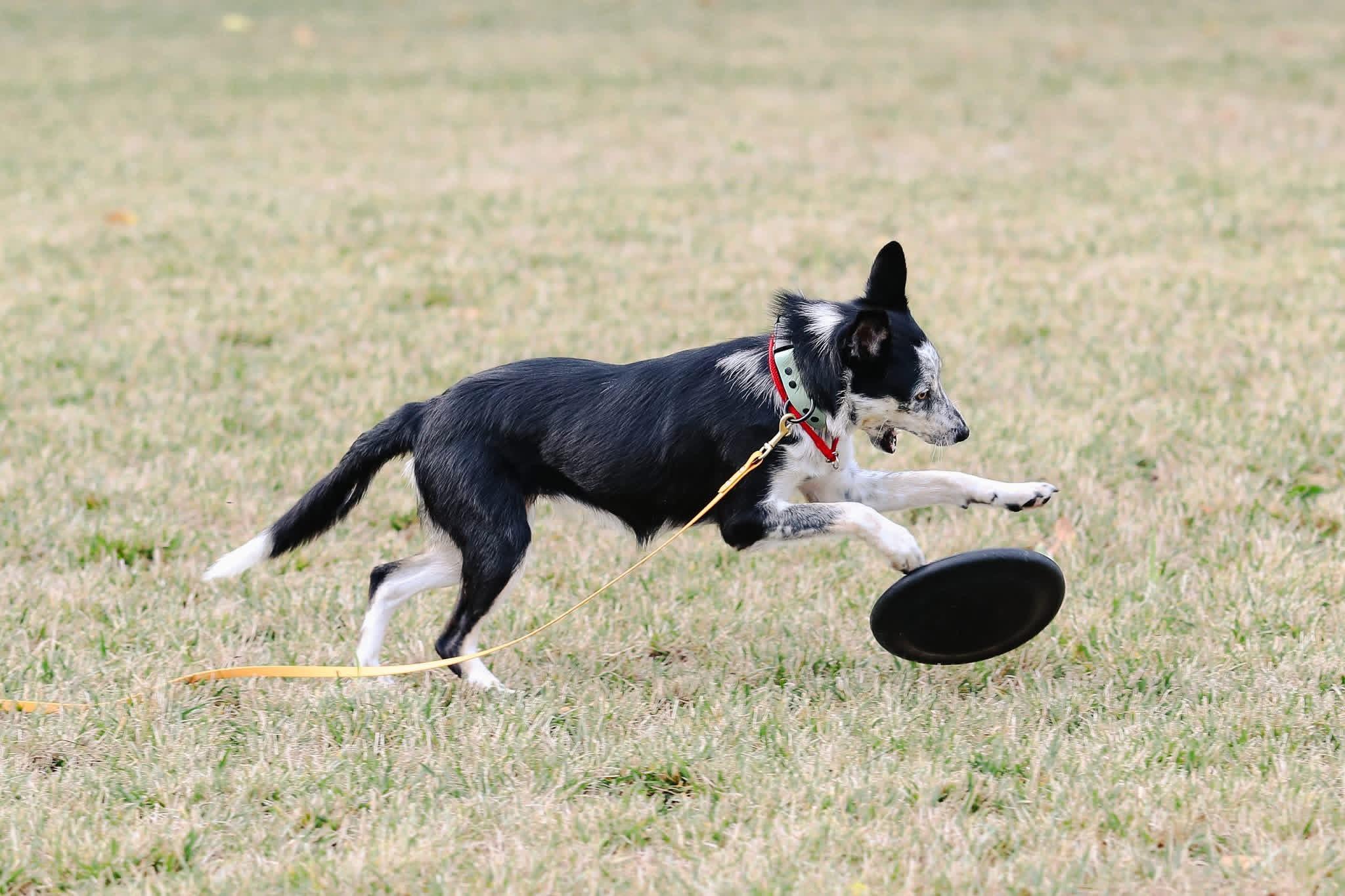 Enlarge June, a ADOPTABLE Border Collie in Muncy, PA image 3/6