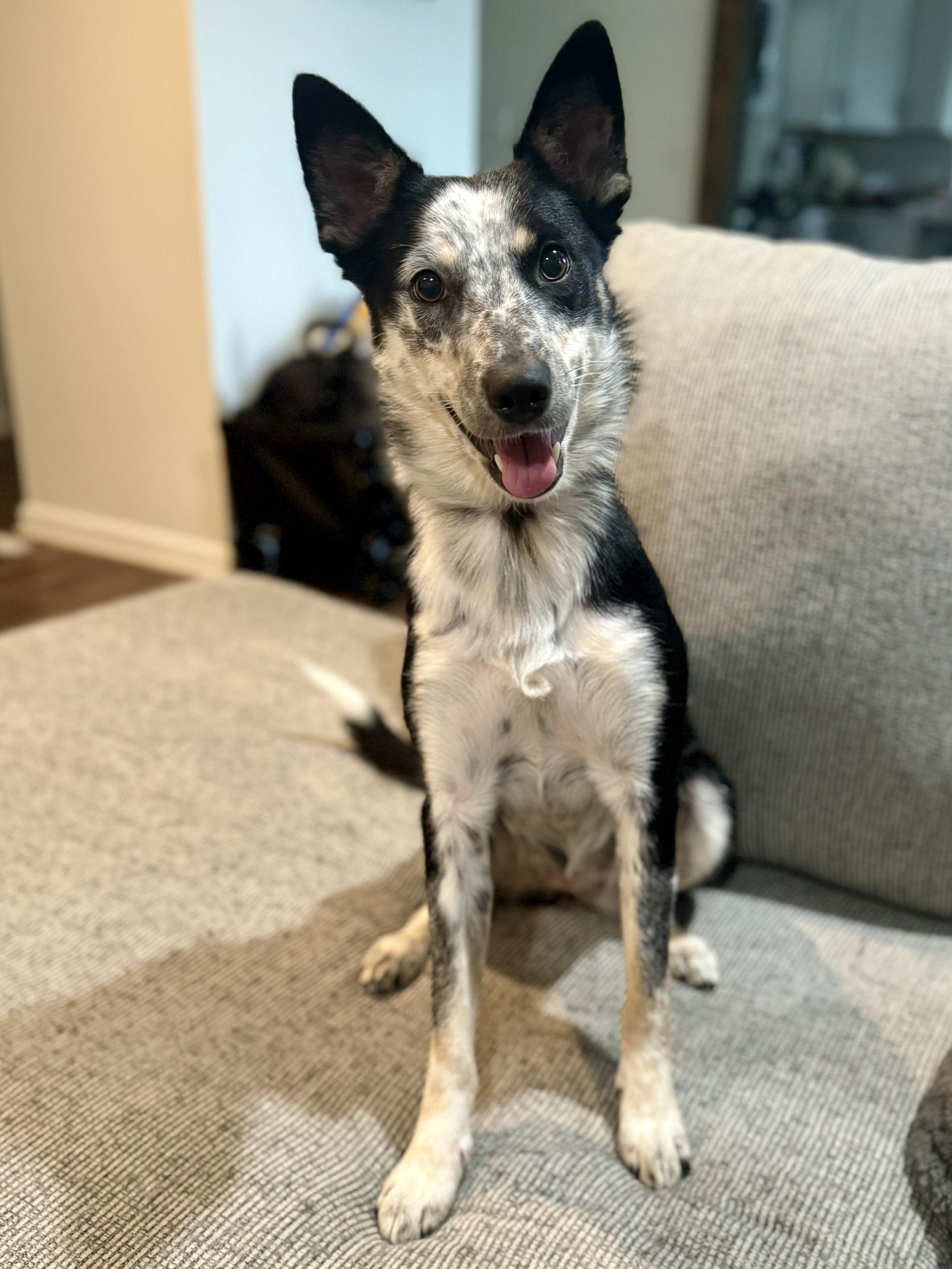Enlarge June, a ADOPTABLE Border Collie in Muncy, PA image 4/6