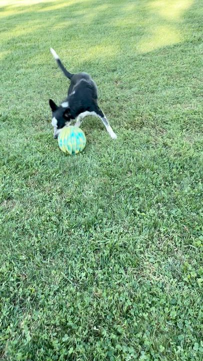 Enlarge June, a ADOPTABLE Border Collie in Muncy, PA video 6/6