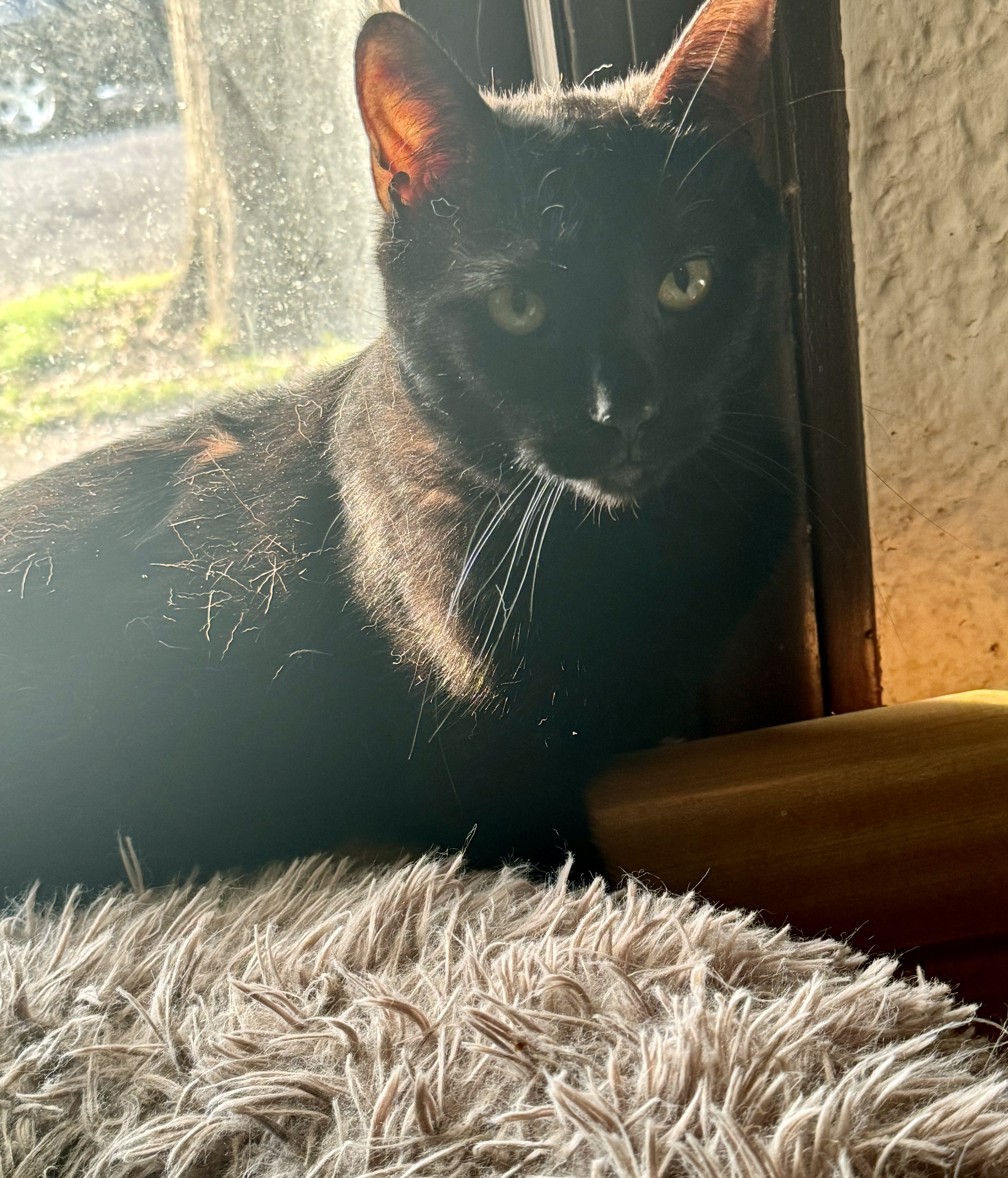 Liam, a Adoptable Domestic Short Hair in North Tonawanda, NY image 1/12